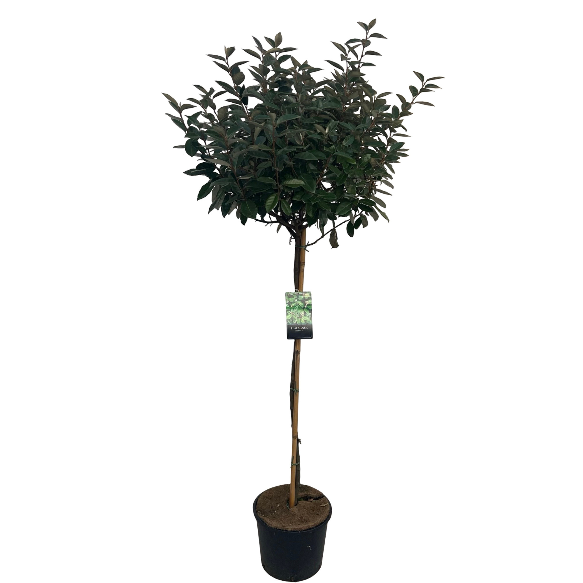 Elaeagnus ebbingii Stam 100 cm, D 38