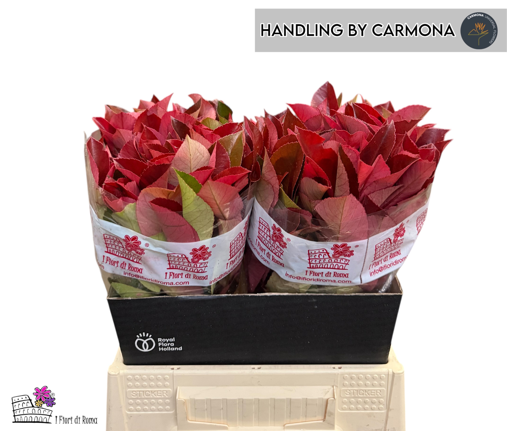 Фотиния Рэд Робин 40, шт.