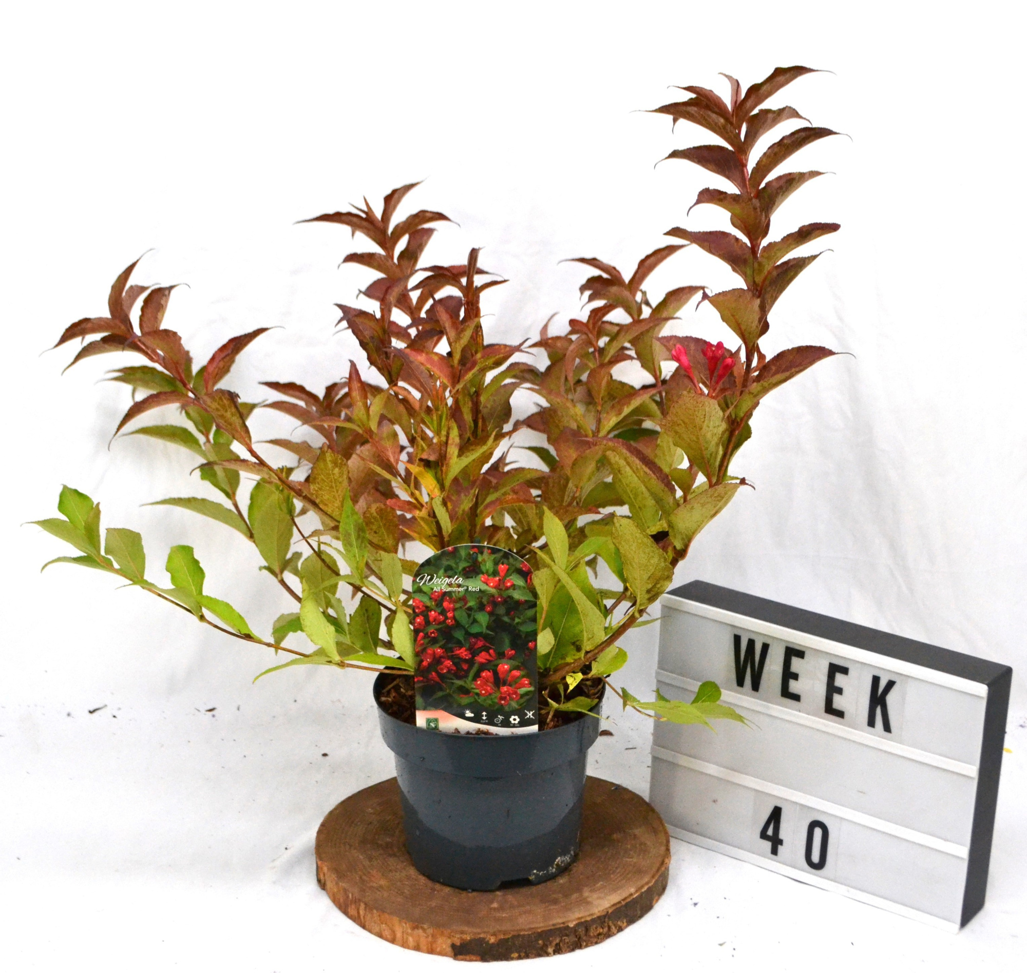 Weigela All Summer Red C3, D 19 cm
