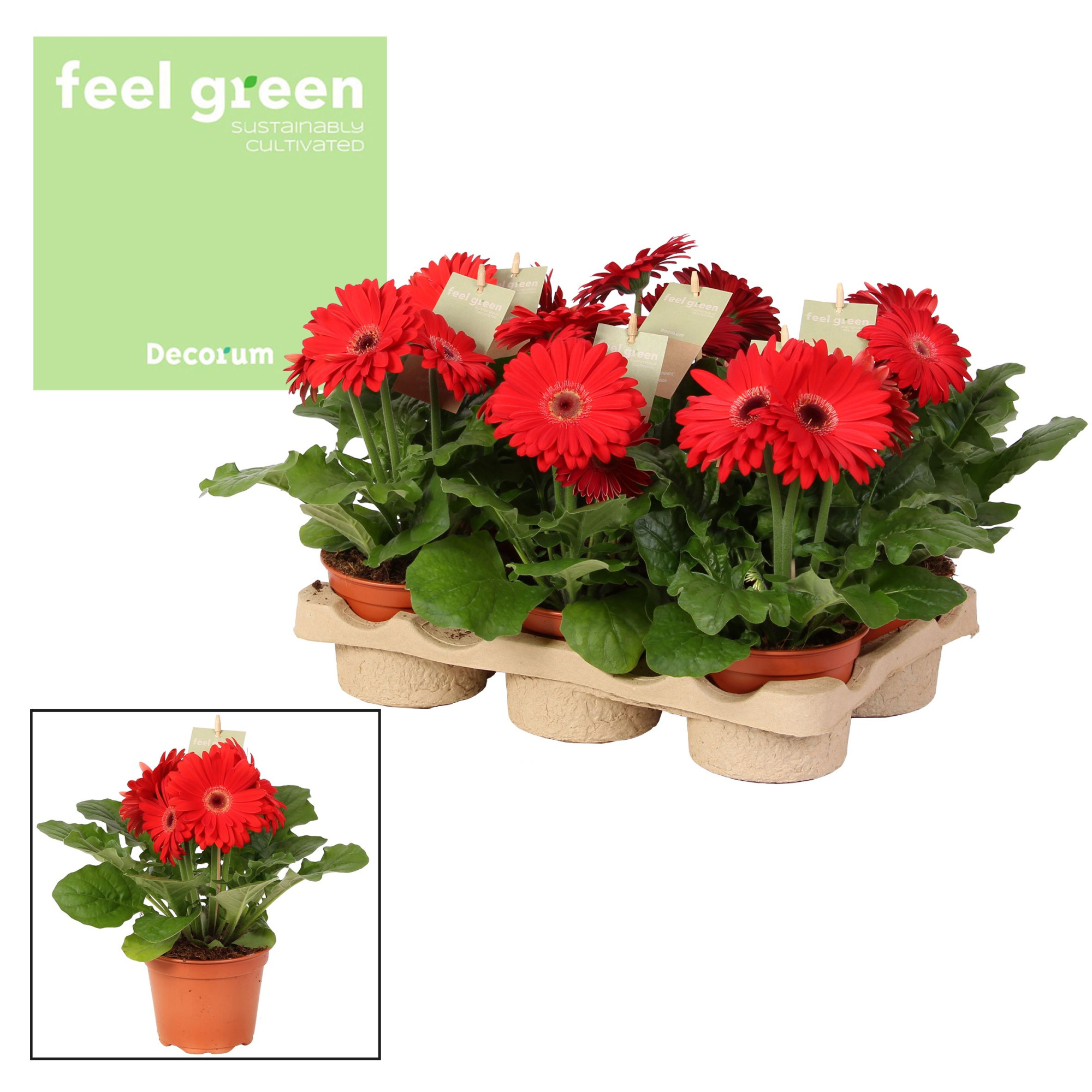 Gerbera rode tinten 2+ bl. Feel Green, nature Decorum, D 12 cm