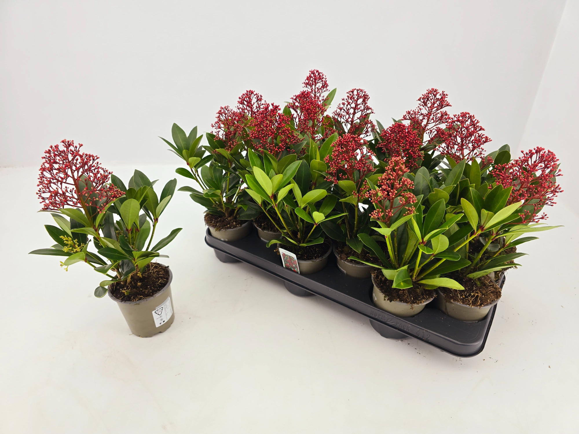 Skimmia jap. Rubella p10,5 1 bloem, D 11 cm