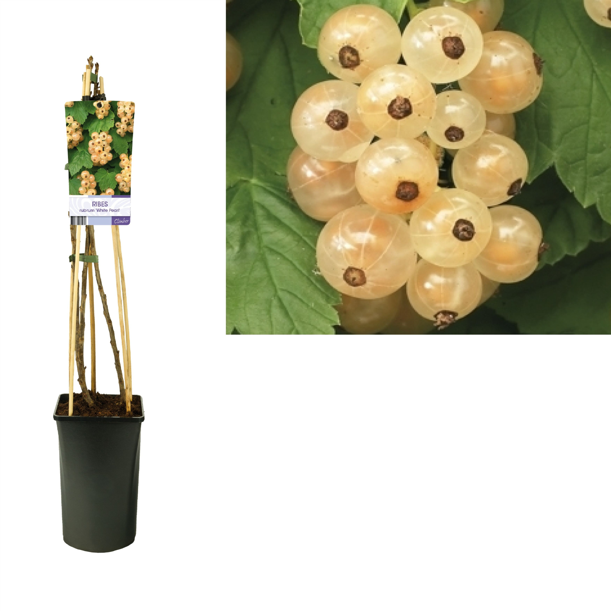 Ribes rubrum 'White Pearl' +light label, D 17