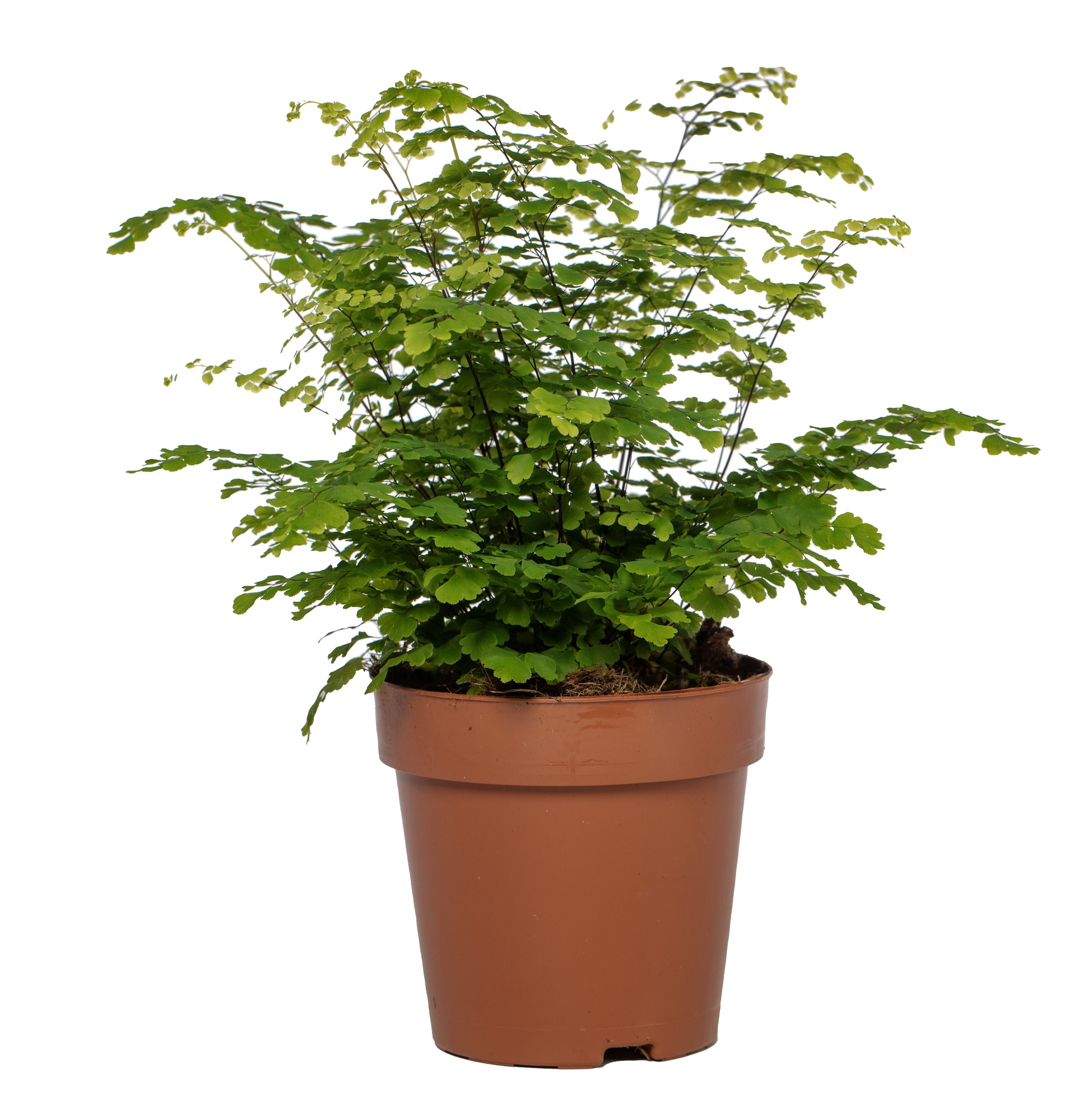 Adiantum Fritz Luthi, D 12 cm