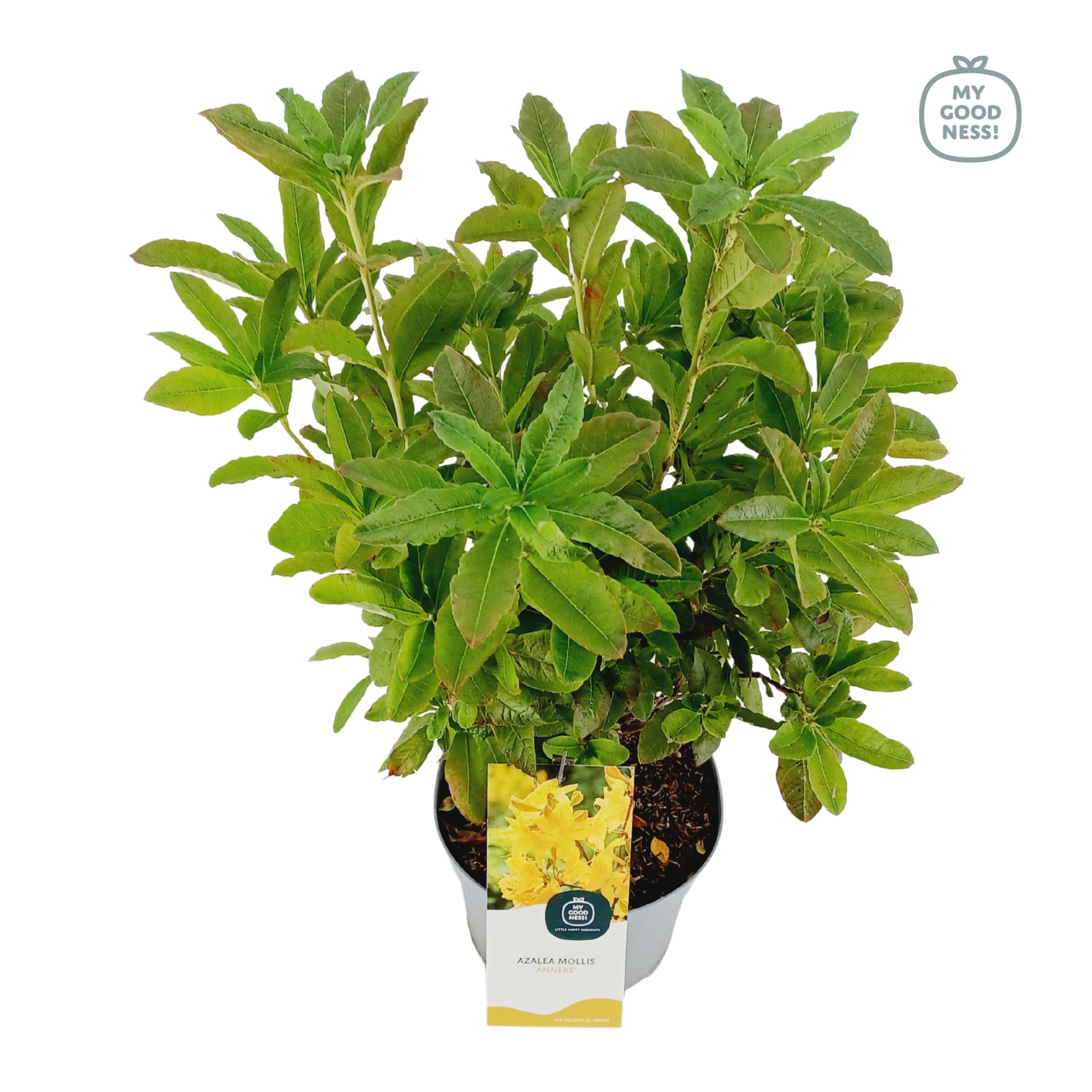 Azalea Mollis 40 /C5 'Anneke', D 23 cm