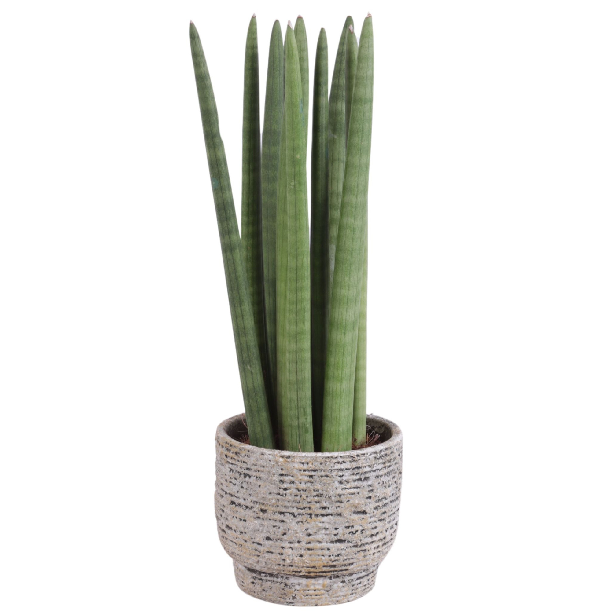 Sansevieria Cylindrica Straight 10 Leaf Ø14cm Ceramic NT567, D 14
