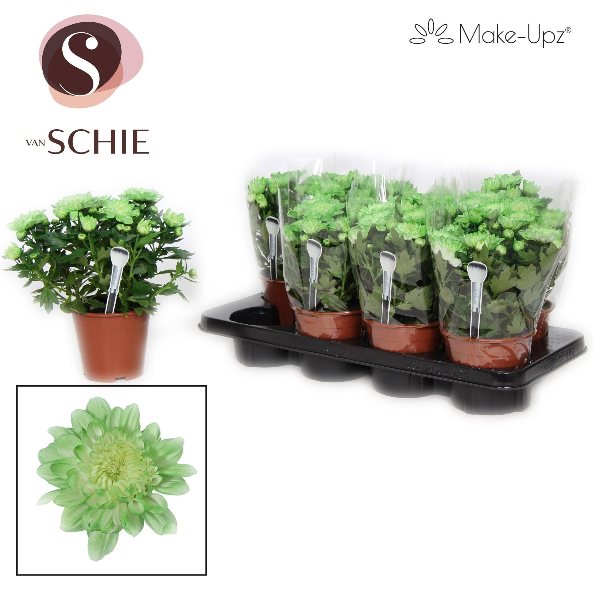 Chrysanne Grandezza Make-Upz® Green, D 13 cm
