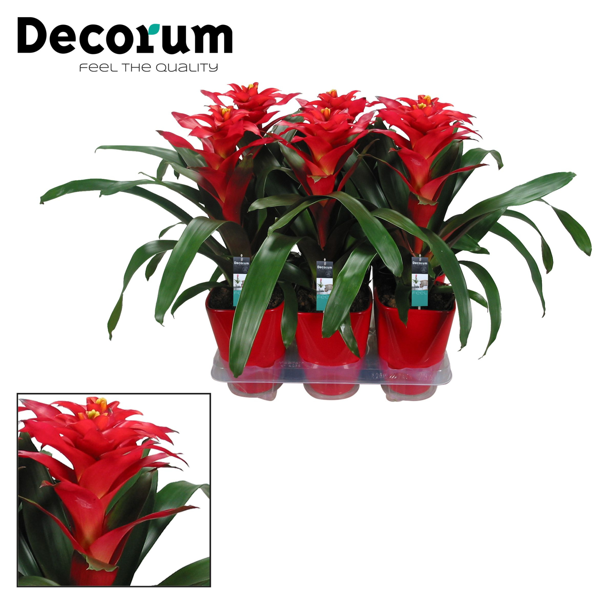 Guzmania Optima Squarrosa Luxe Keramiek (Decorum), D 14 cm