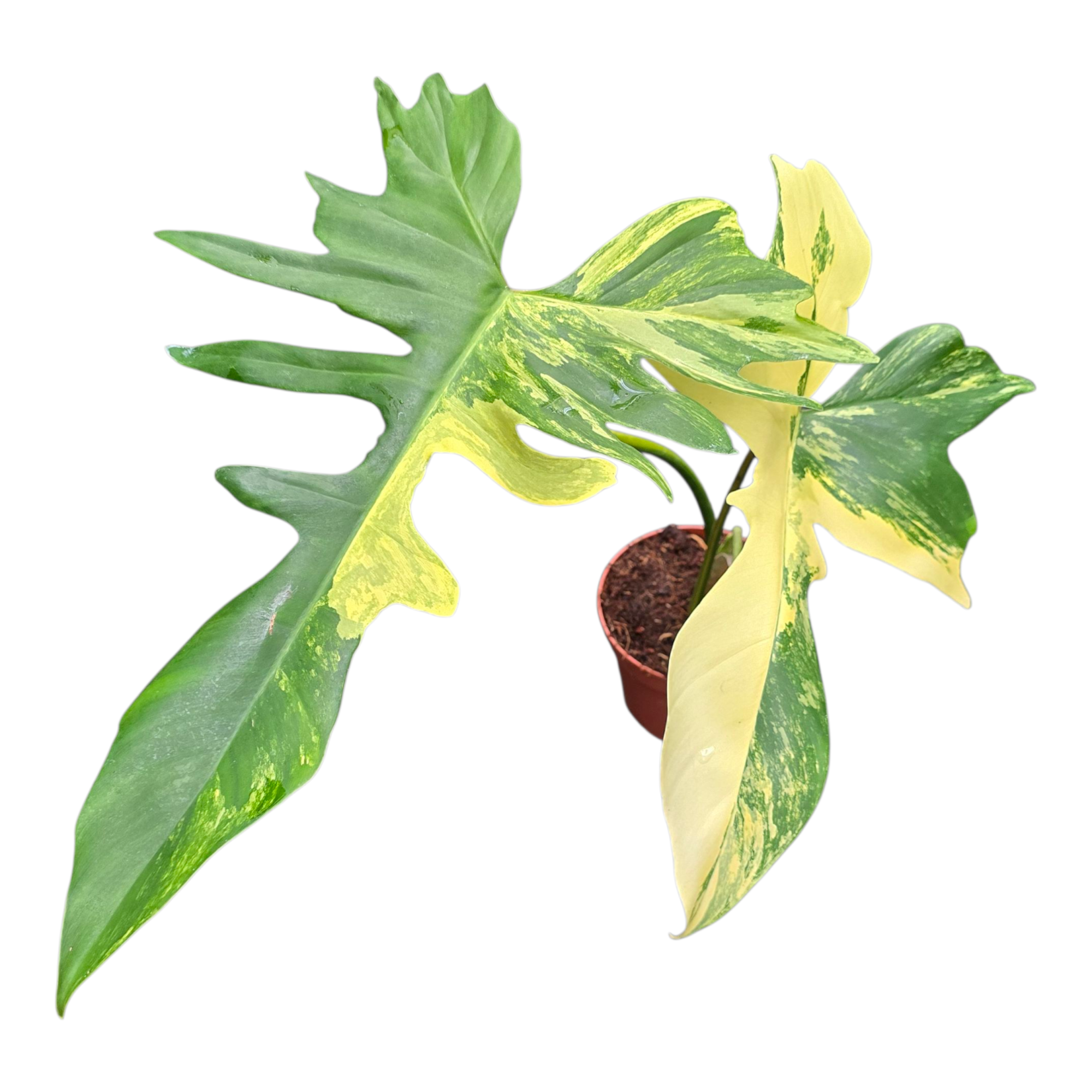 Philodendron Kitina, D 12