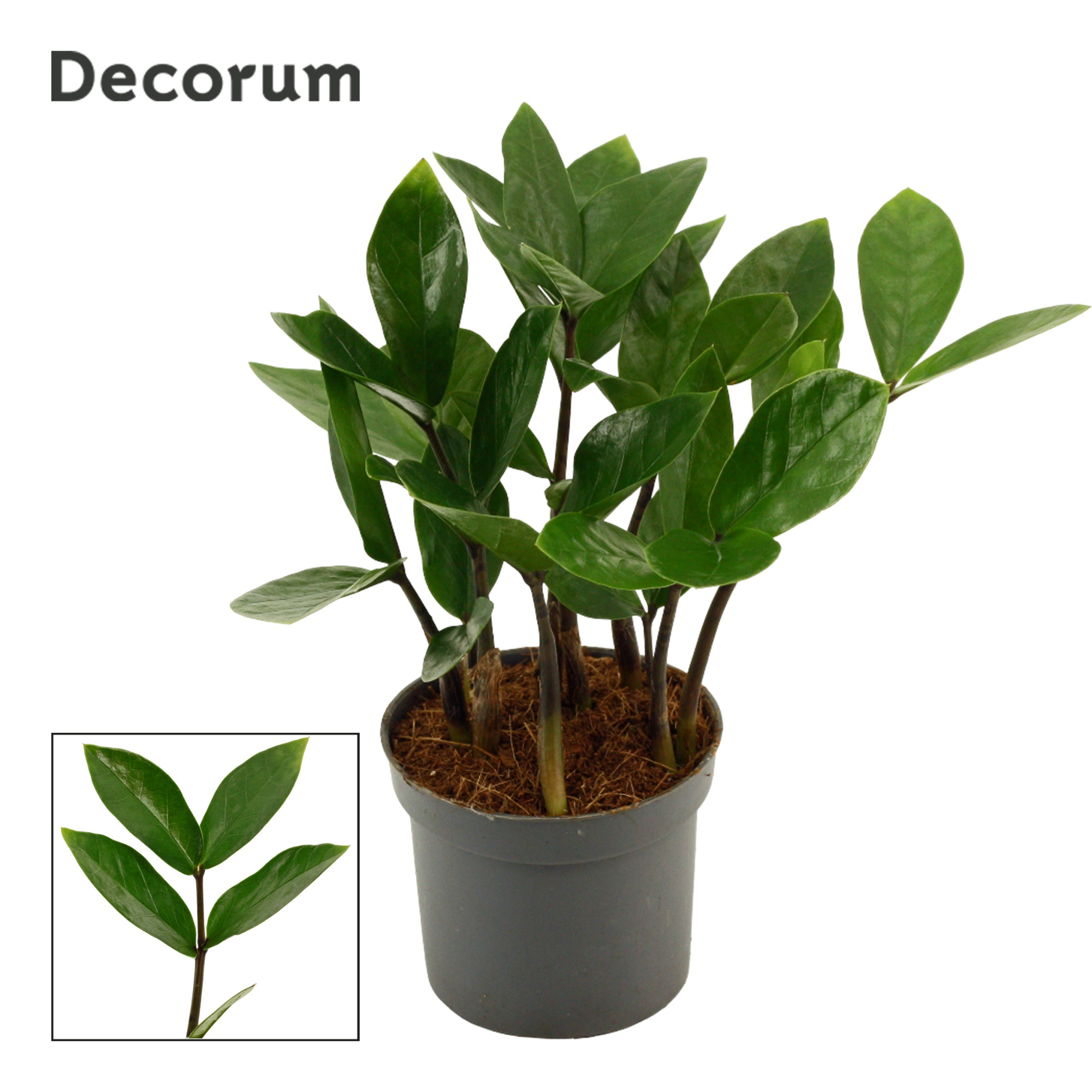 Zamioculcas 9 cm, 2 veren (Decorum), D 9 cm