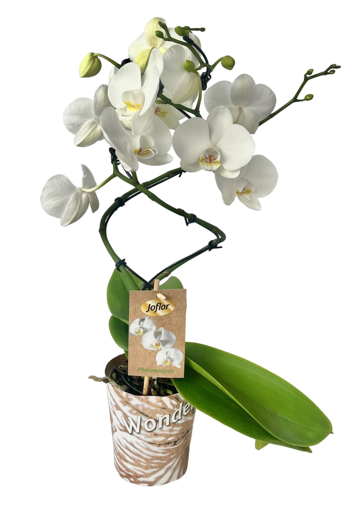 Spiraal wit 2 tak, D 12 cm