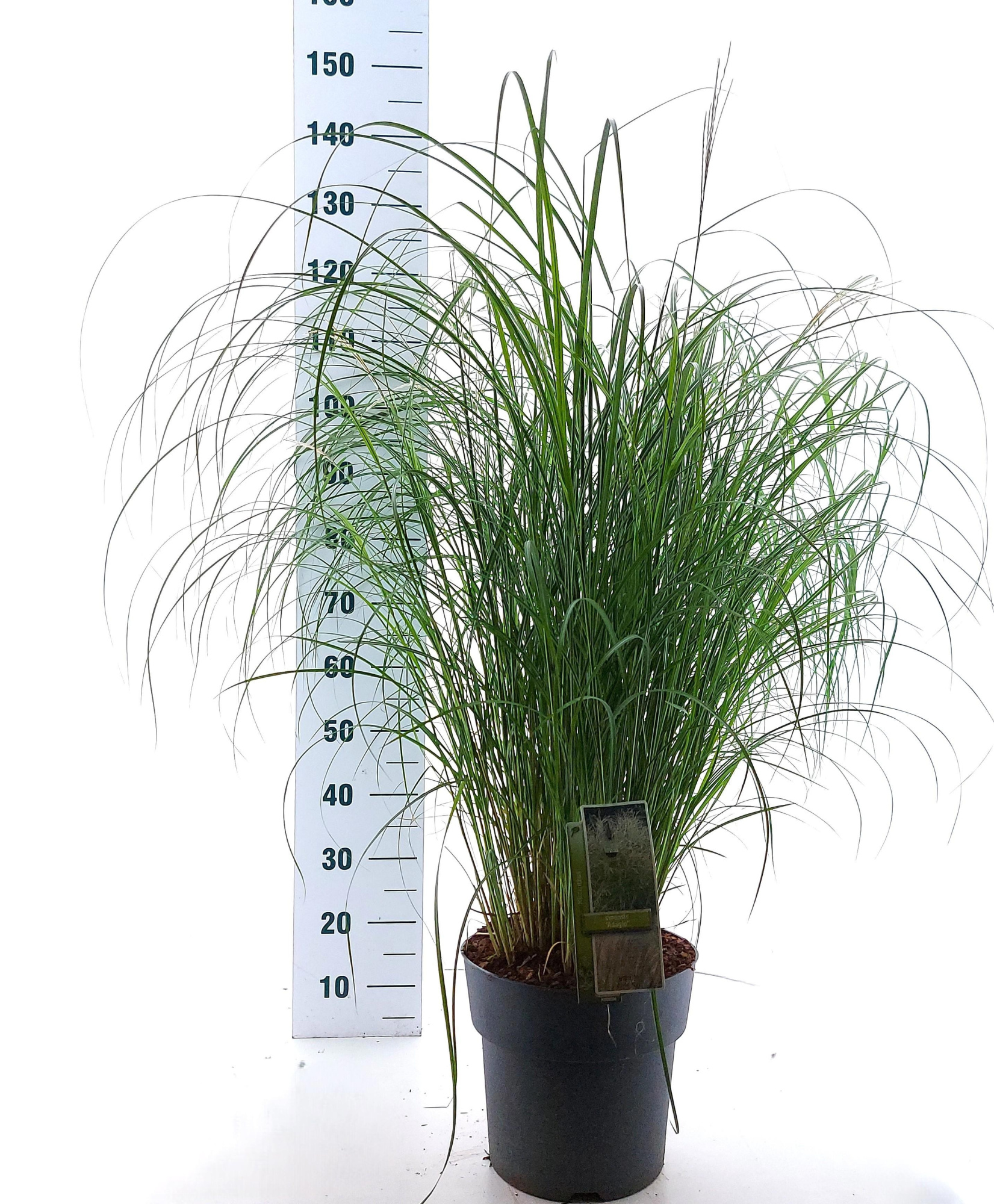 Miscanthus sin. 'Adagio', D 23 cm