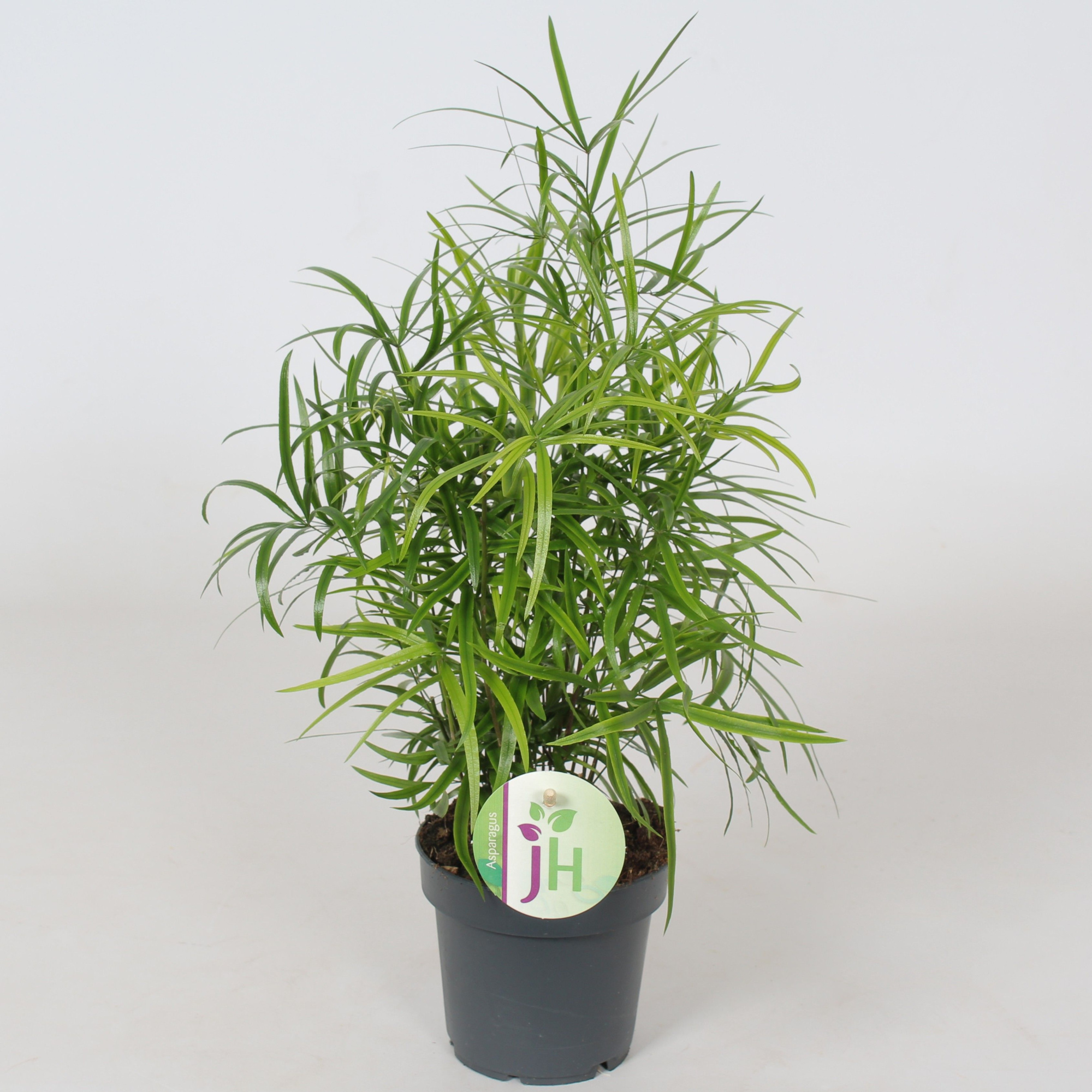 Asparagus 'Falcatus', D 12 cm