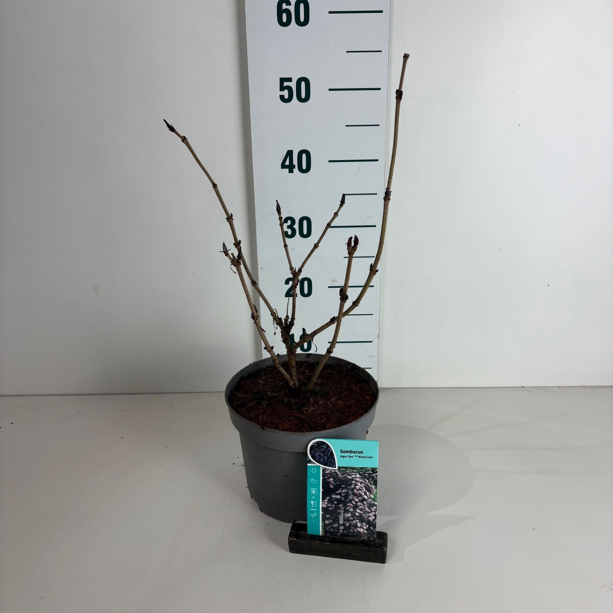 Sambucus nigra Black Lace, D 20