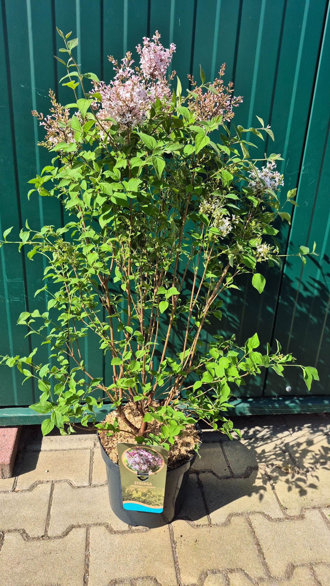 Syringa mic. 'Superba', D 26