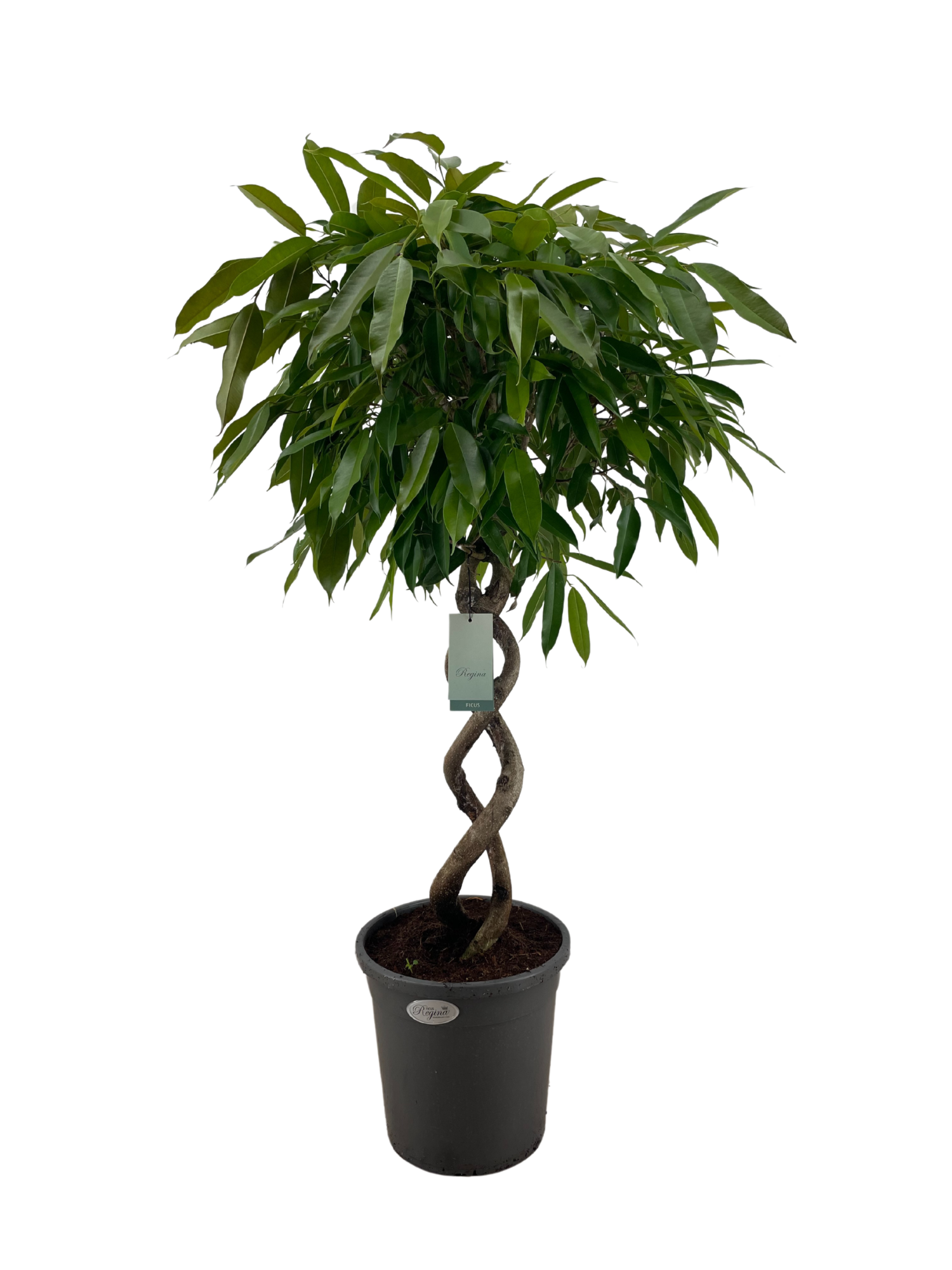 Ficus Binnendijkii Amstel King dubbel spiraal p31, D 31 cm