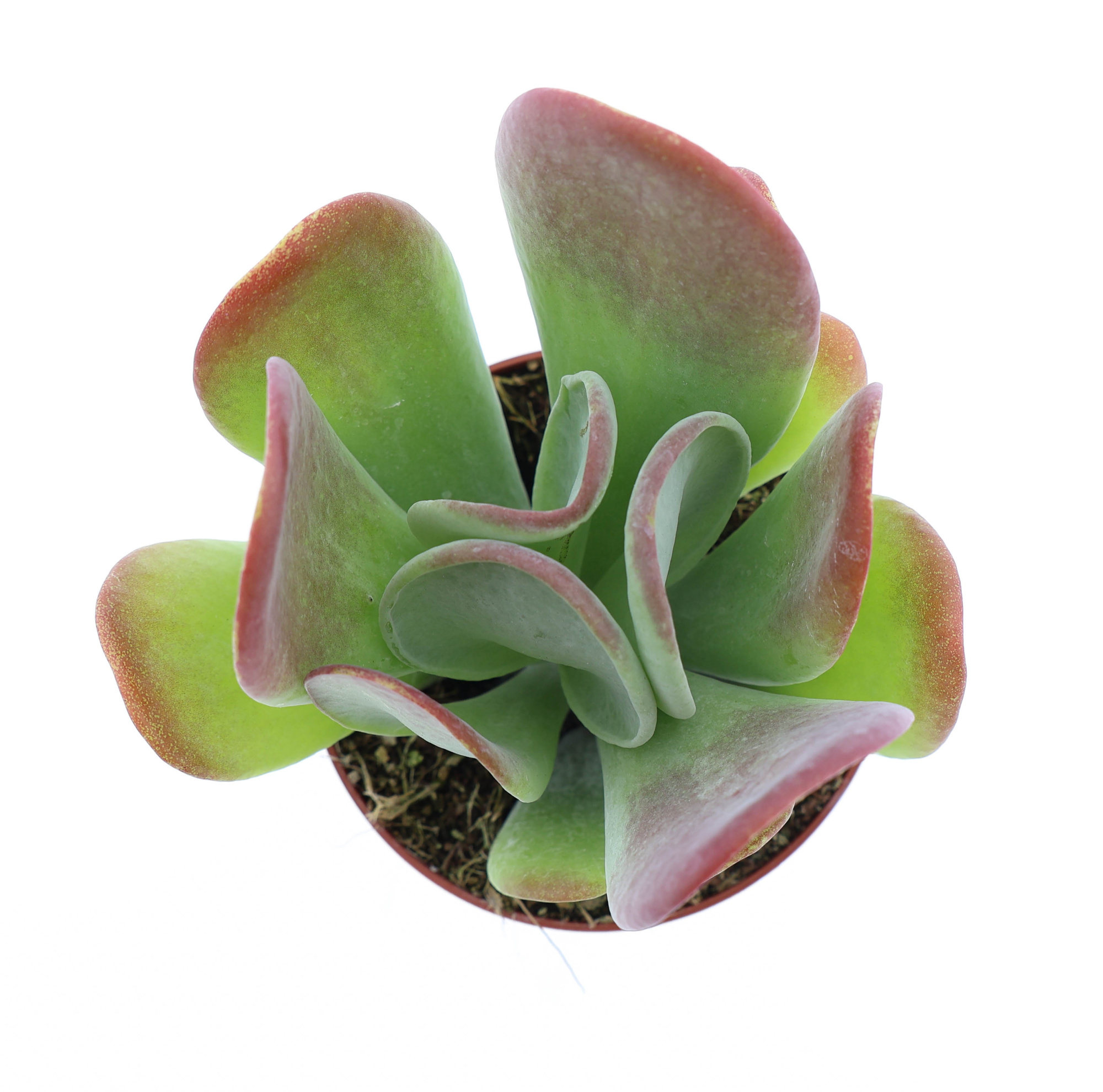 Kalanchoe Oricula, D 8,5 cm