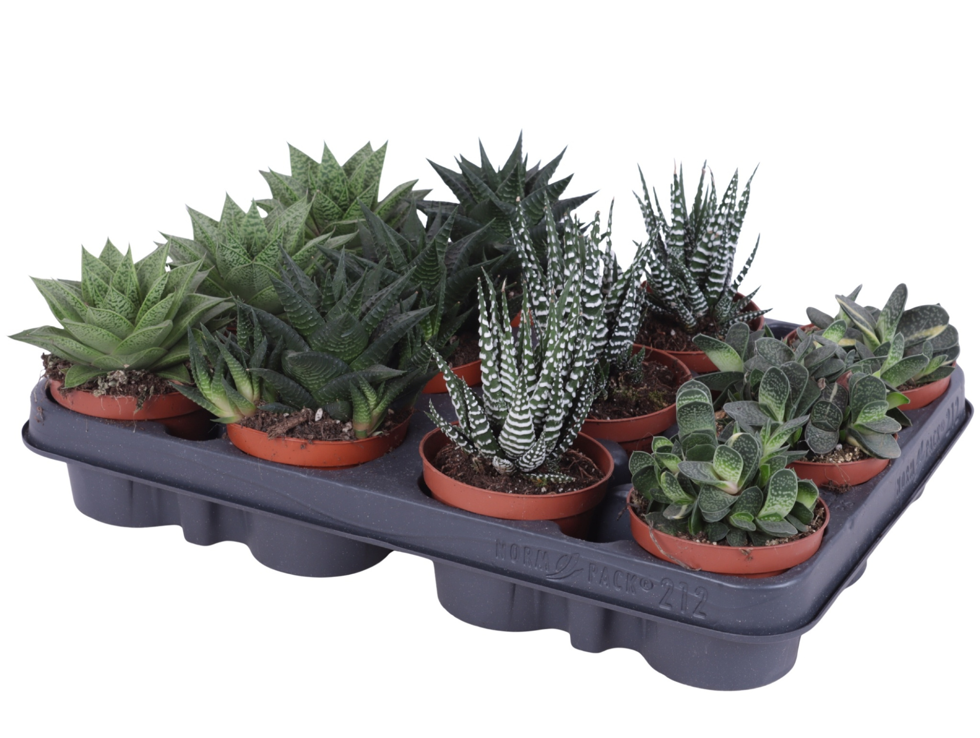 Haworthia mix 8,5 cm, D 8,5