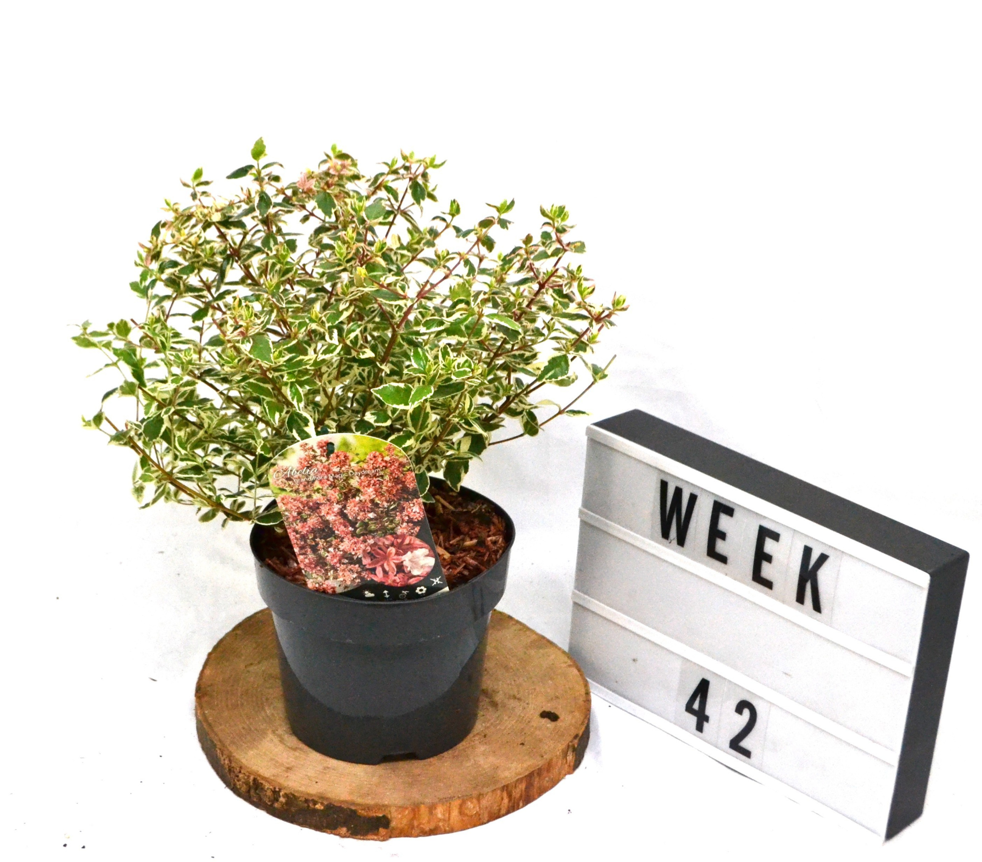 Abelia grandiflora Magic Daydream C3, D 19 cm