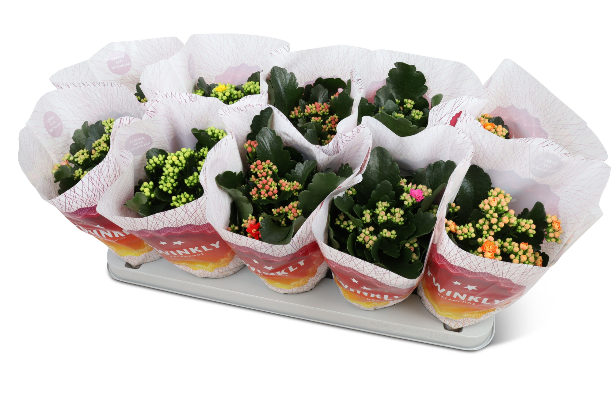 Kalanchoë Perfecta Mix 4KL Twinkly hoes, D 12
