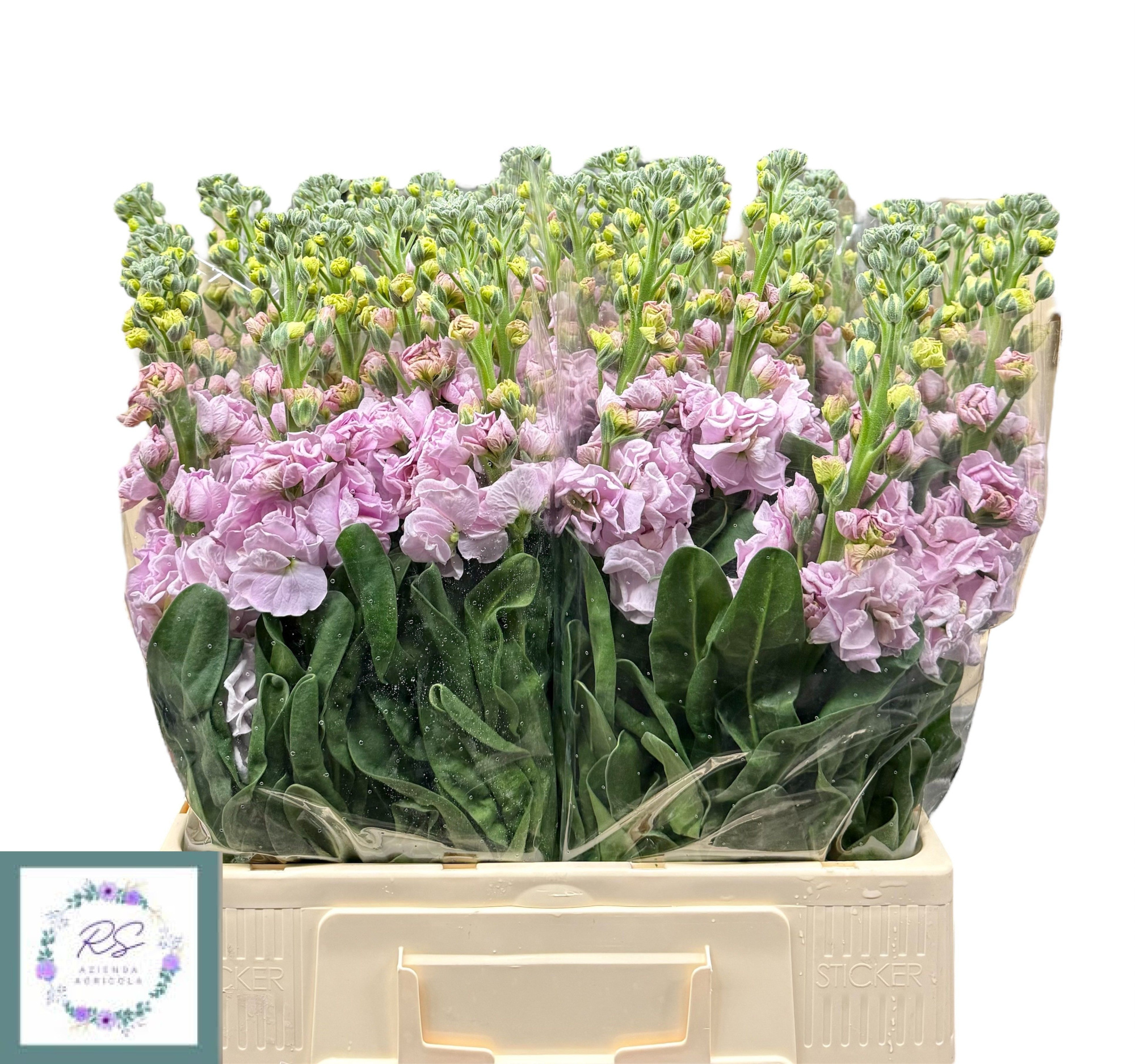 Маттиола од. Айрон Черри Блоссом 60, шт.