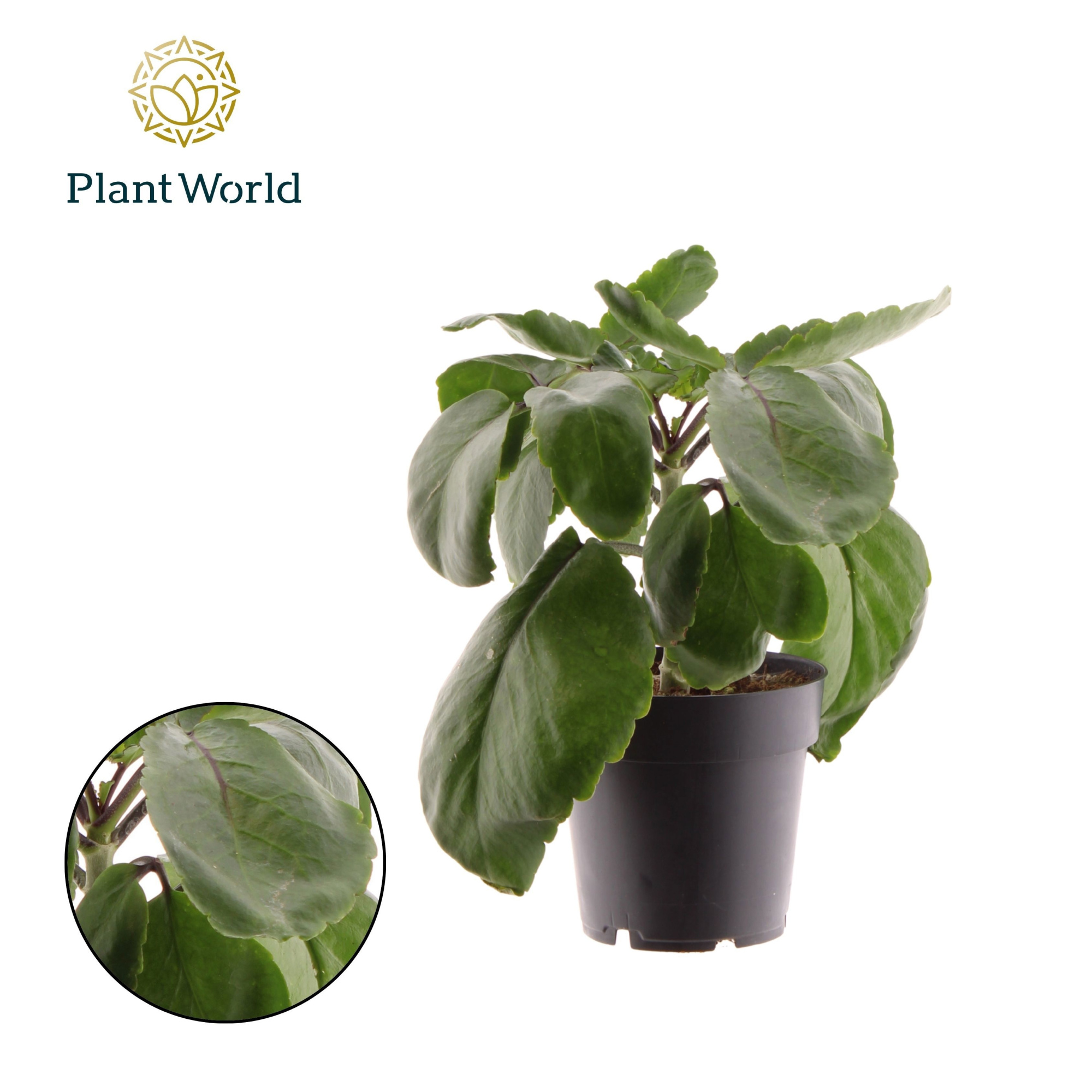 Kalanchoë Pinnata Zanzibar, D 14