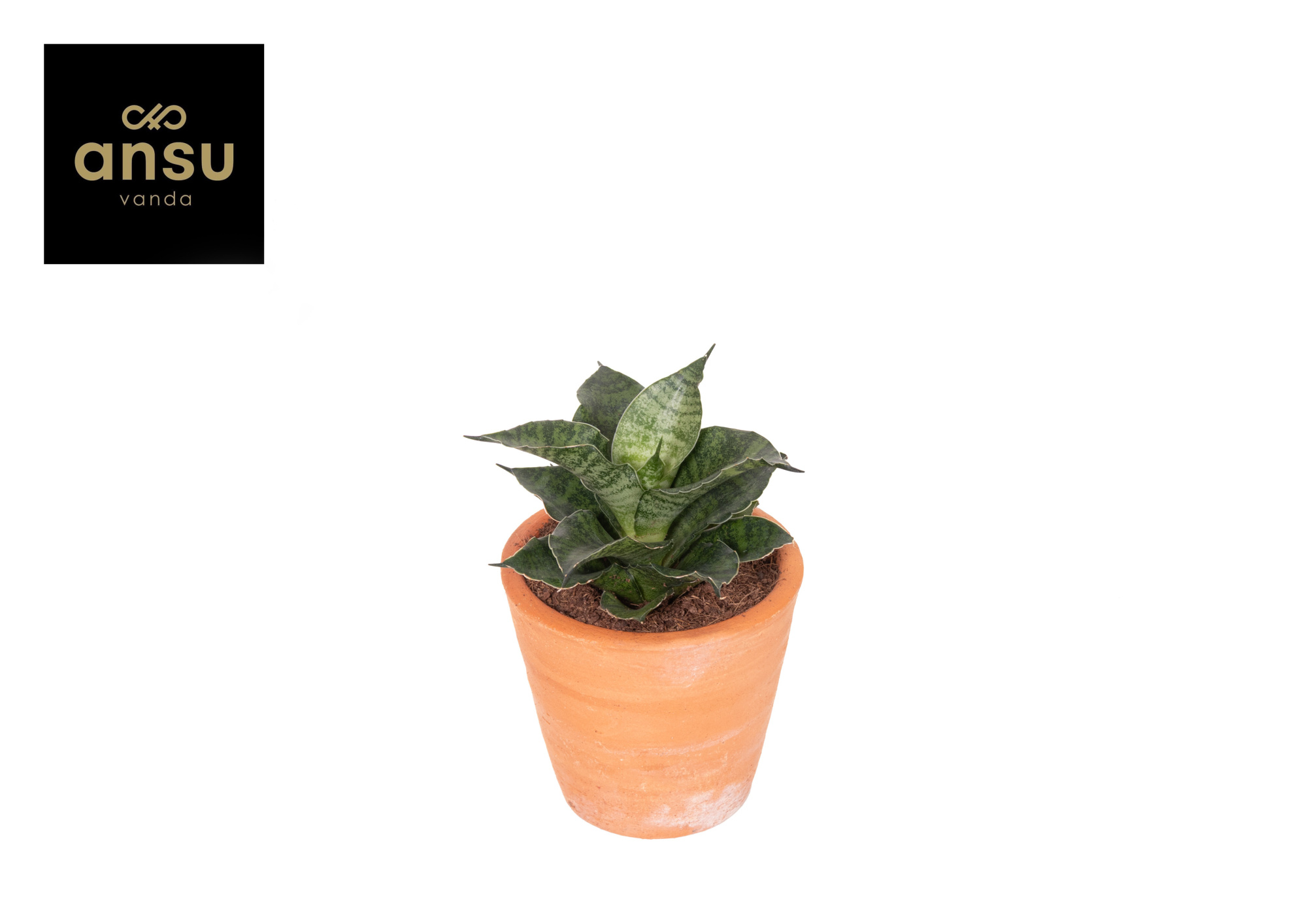 Sansevieria Star Mini Marble No. 1 Terracotta, D 9