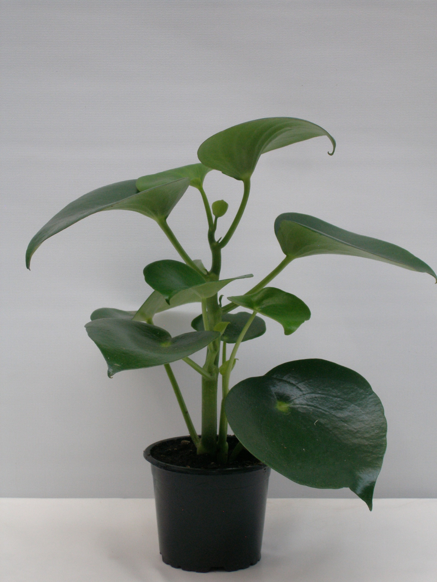 PEPEROMIA POLYBOTRYA 'RAIN DROP', D 11 cm