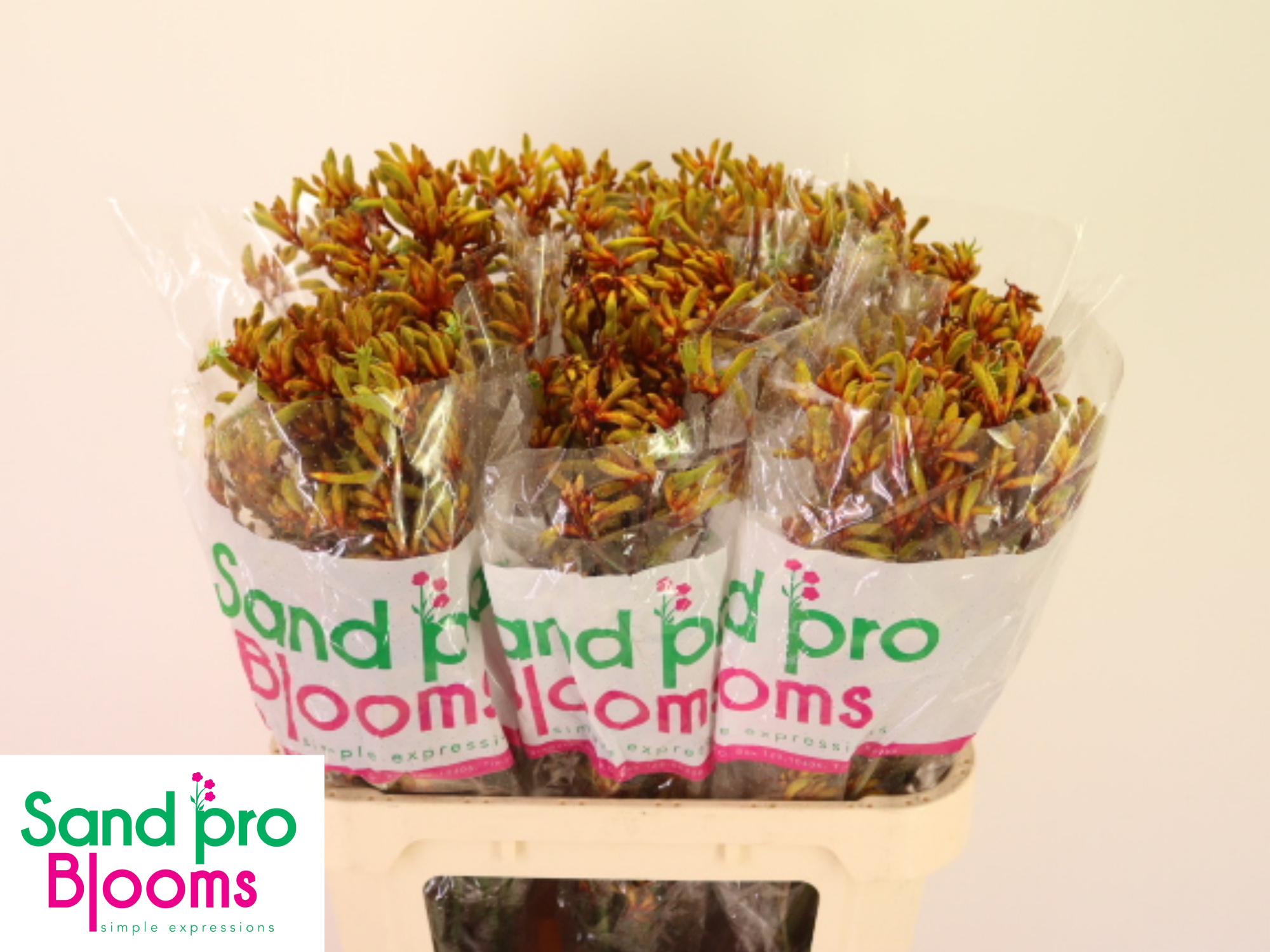 Анигозантус Голд Фивер 80 (оранж.), шт.