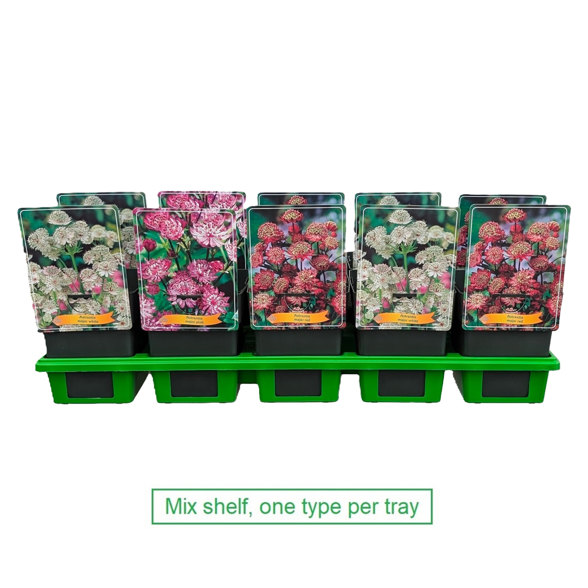 Astrantia mix laag P11, D 11 cm