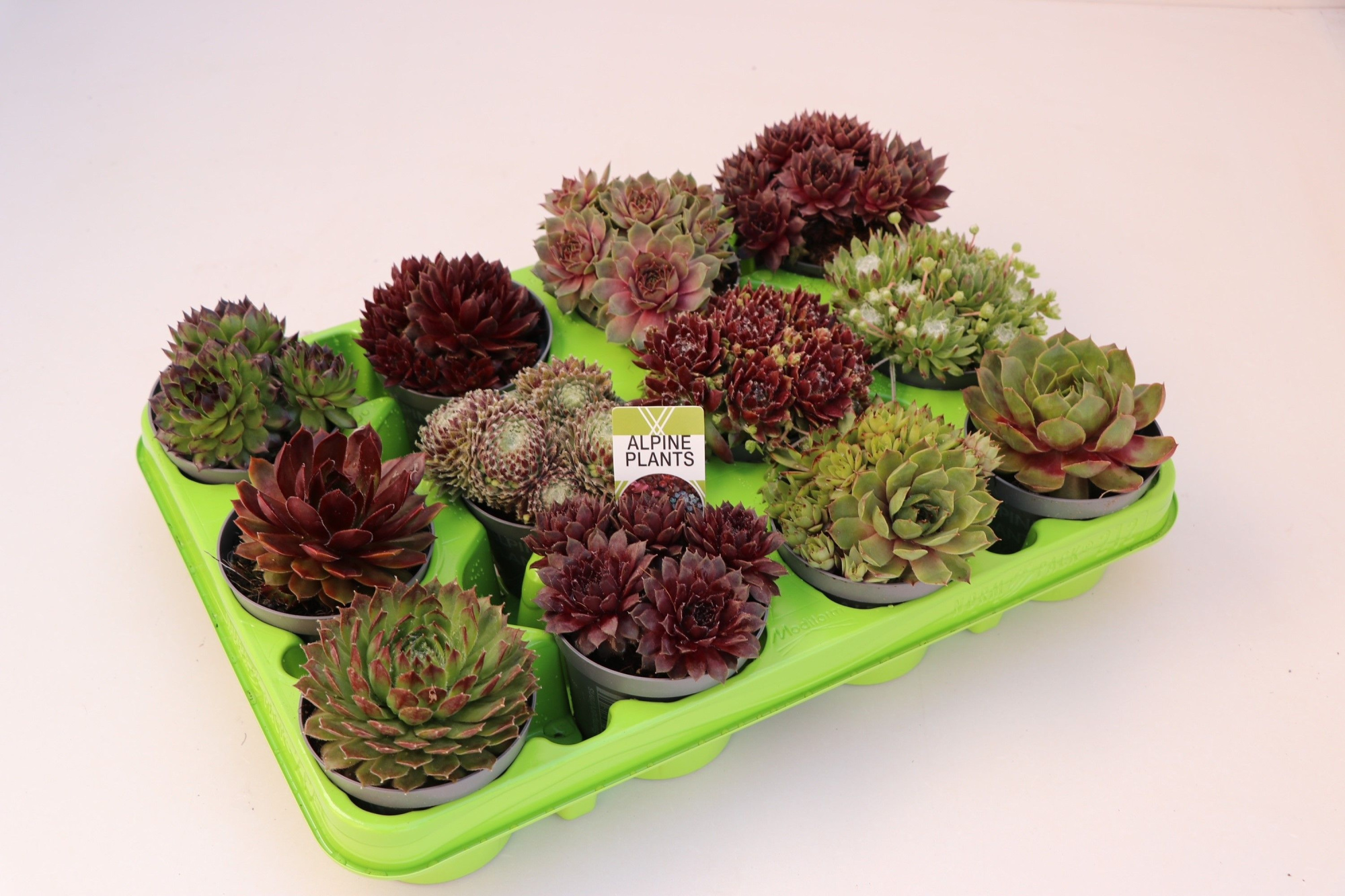 Sempervivum mix, 212 fust 'lime groen', D 8,5 cm