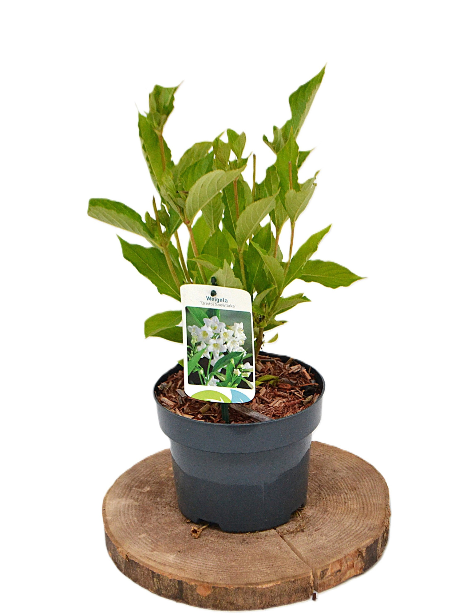 Weigela Bristol Snowflake C2, D 17