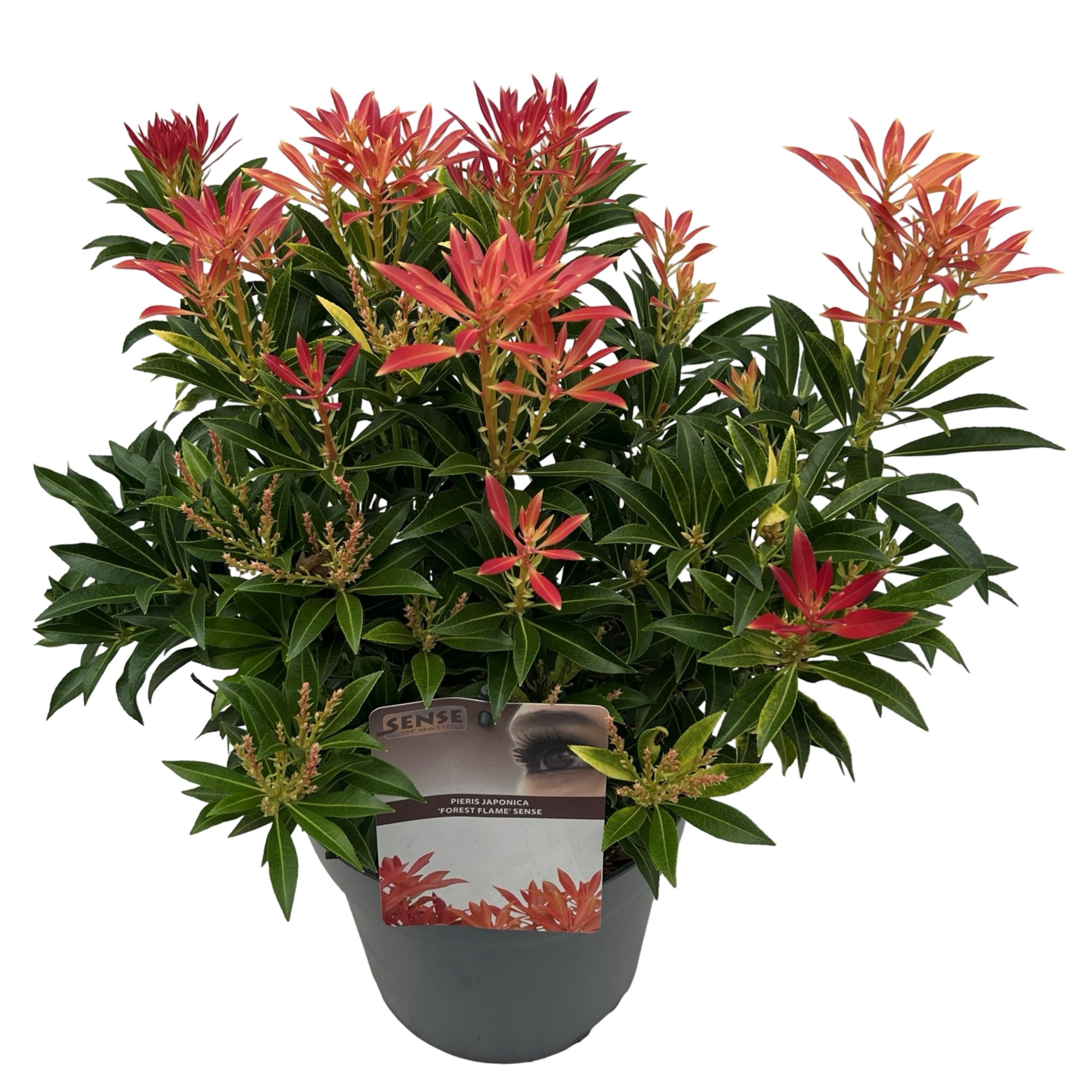 Pieris jap. 'Forest Flame' sense, D 23