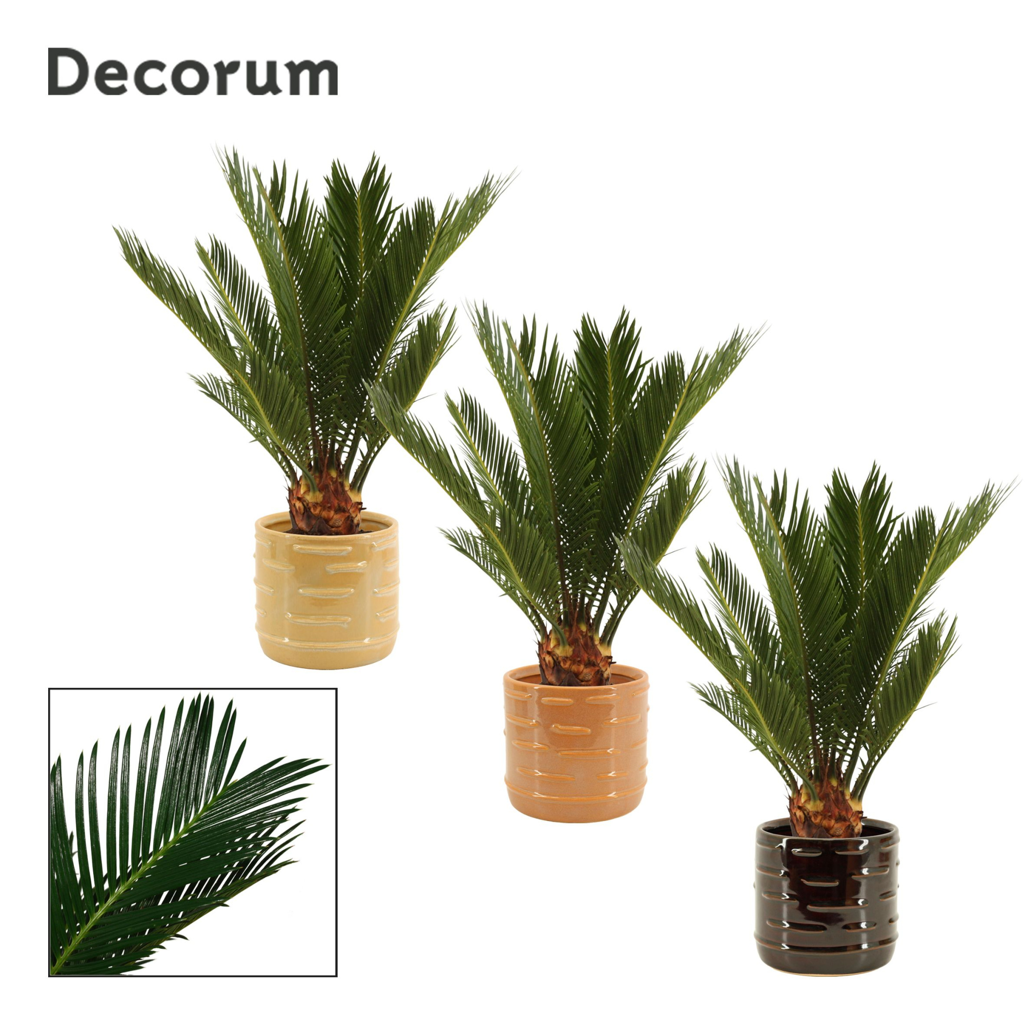 Cycas revoluta 12 cm, 6+ veren in Lois (Deco-collection), D 12 cm