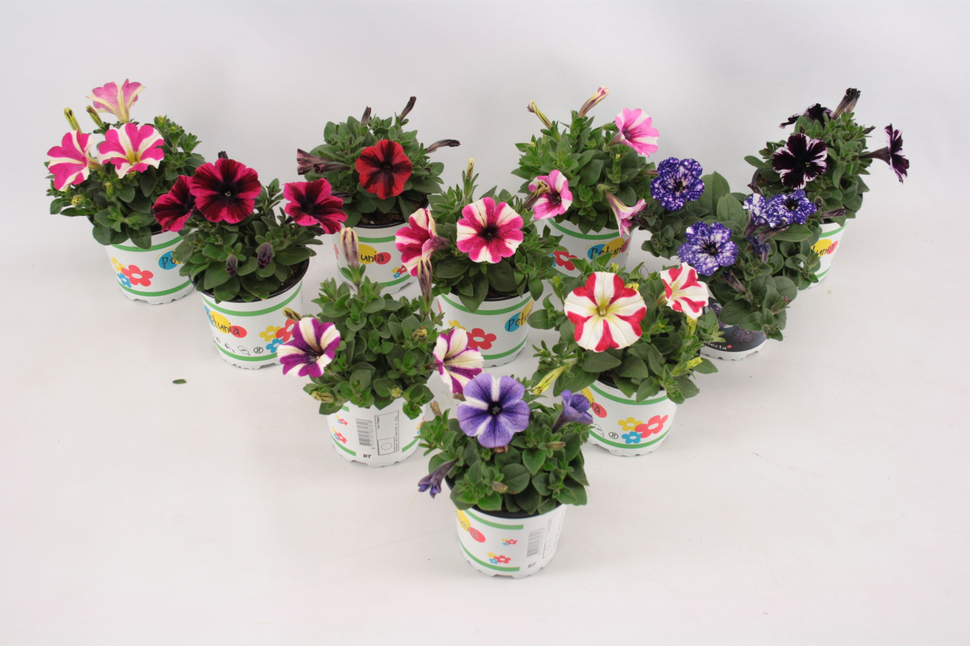 Petunia Mixlaag speciale kleuren inclusief sky, D 10,5