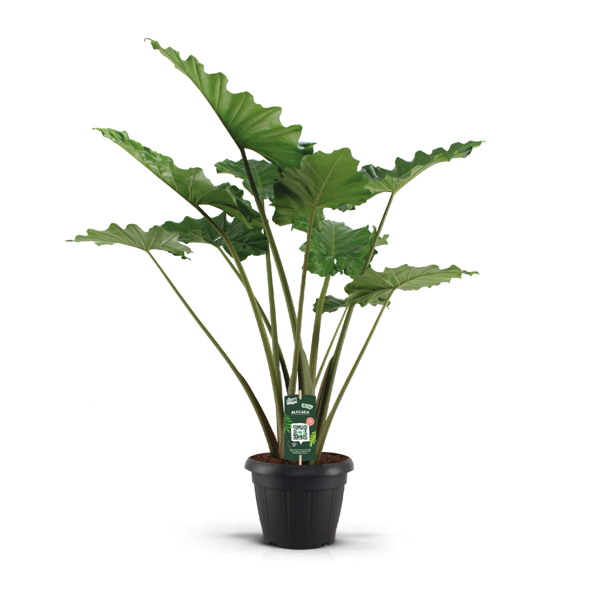 Alocasia Portodora 35c, D 35