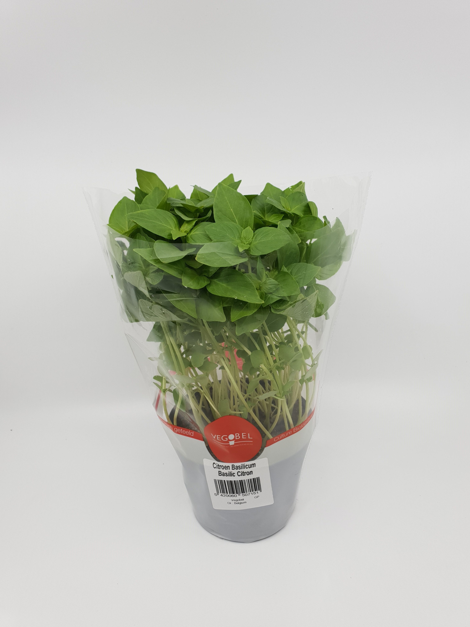 Basilicum Citroen P12, D 12 cm