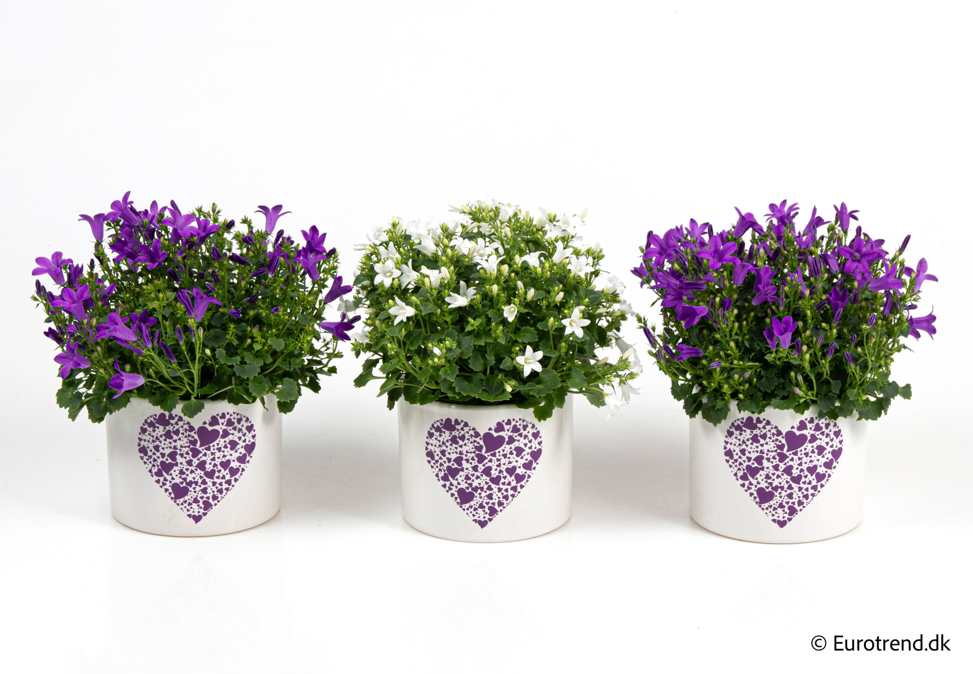 Campanula in Valentine ceramic 2026, D 10,5