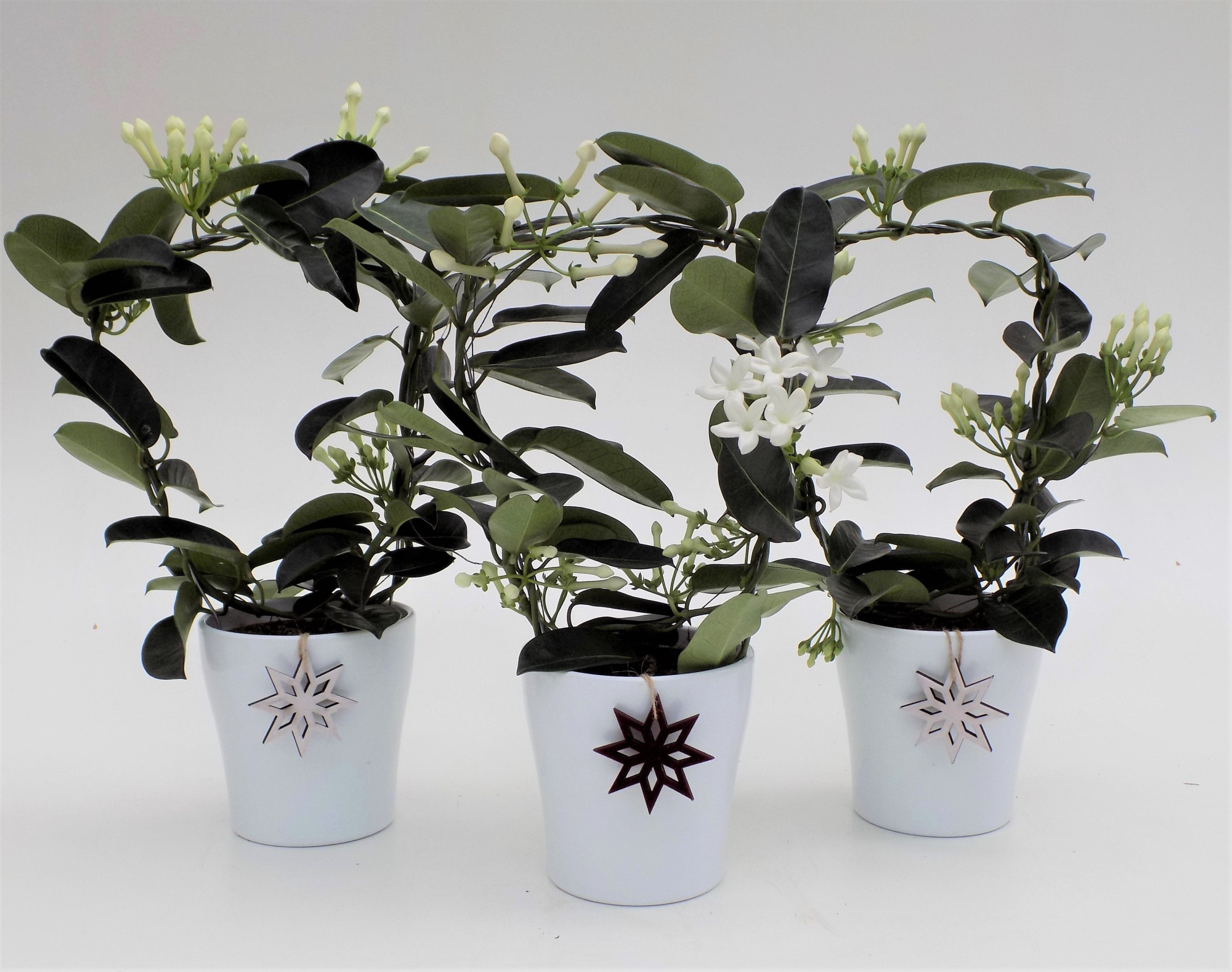 Stephanotis met hang ster elsa wit/rood, D 12 cm