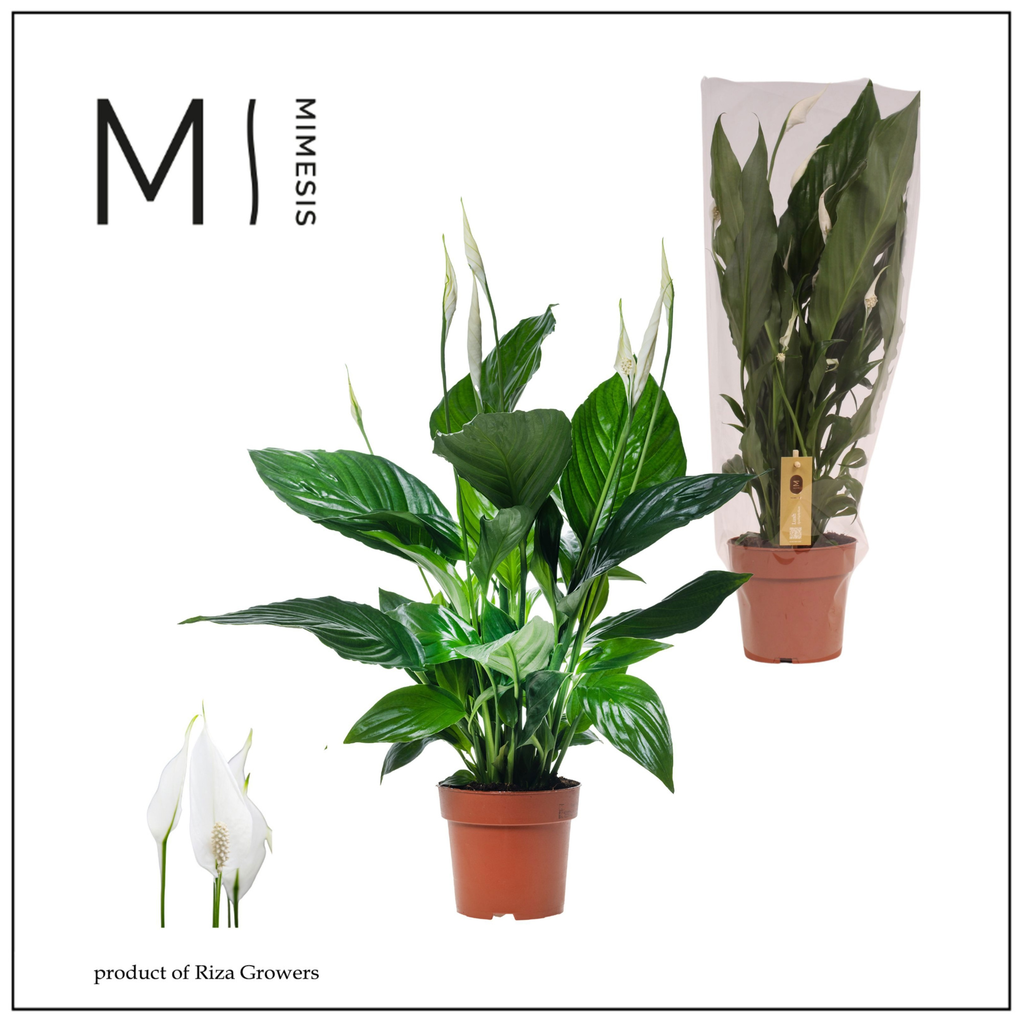 Spathiphyllum Sweet Ricardo - 13 cm | Mimesis, D 13 cm
