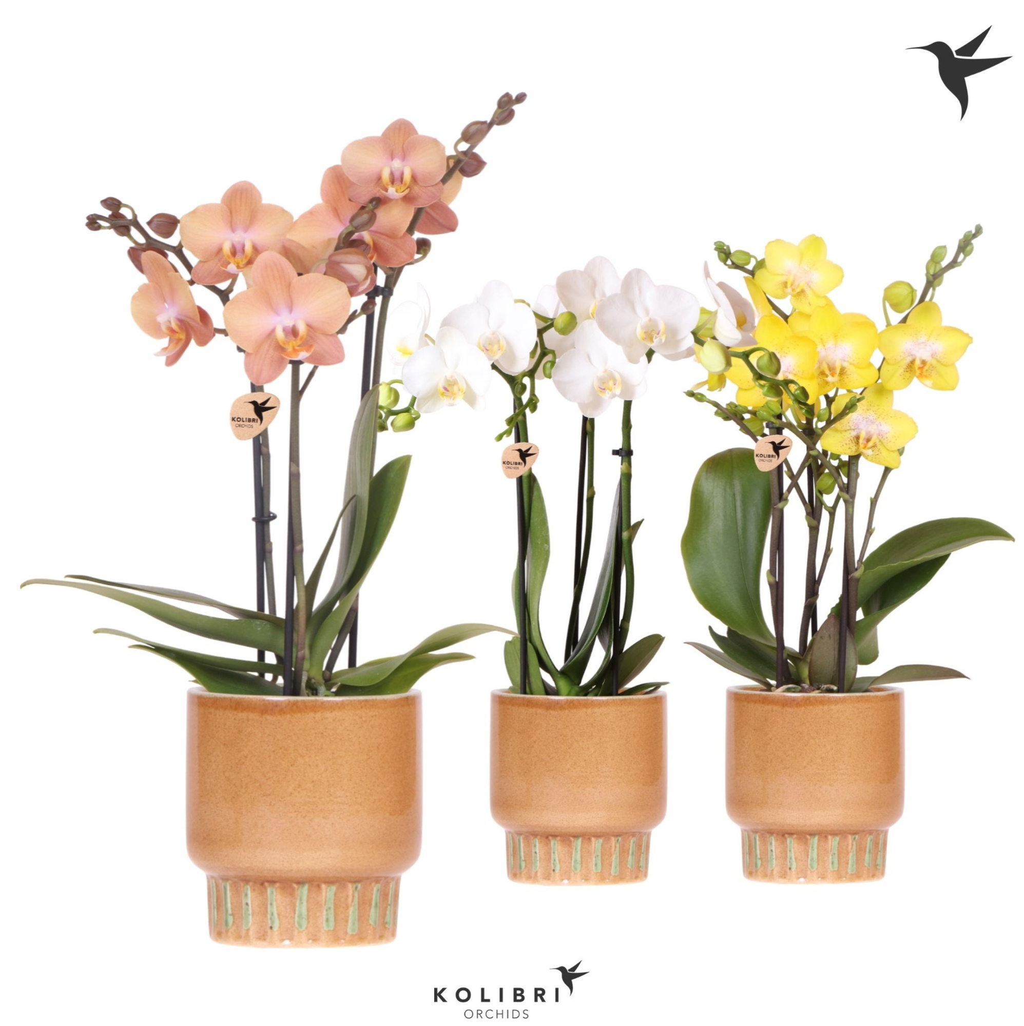 Kolibri Orchids Phalaenopsis mix 3 spike in Bold pot cognac, D 9
