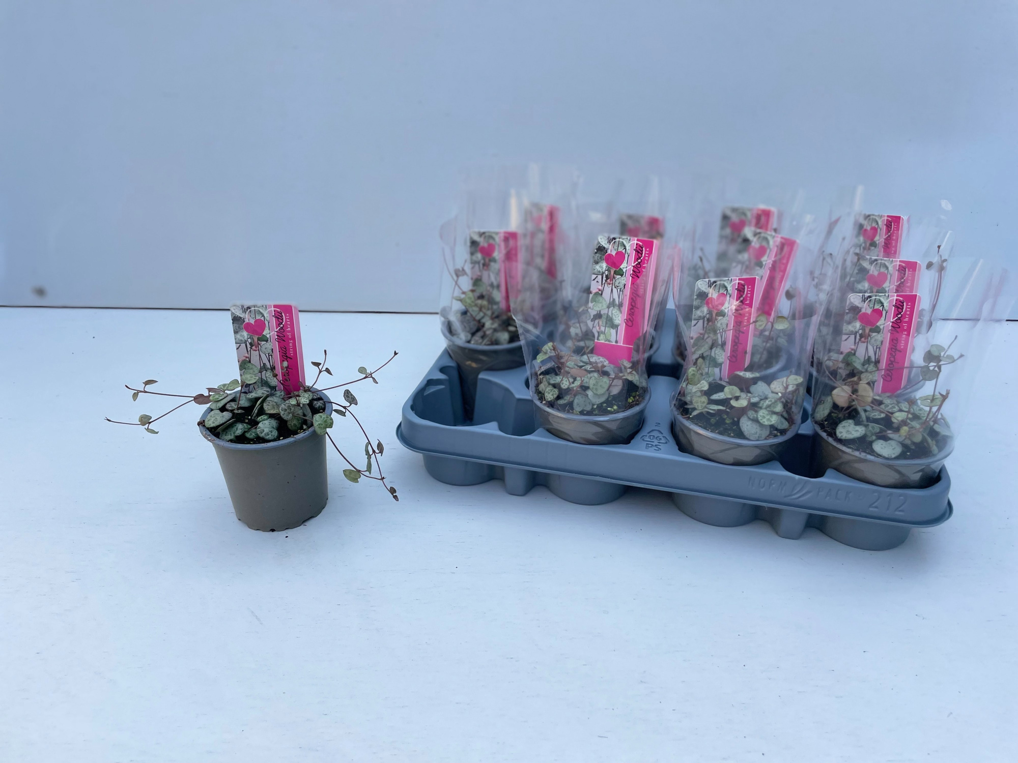 Ceropgia Woodii, D 9