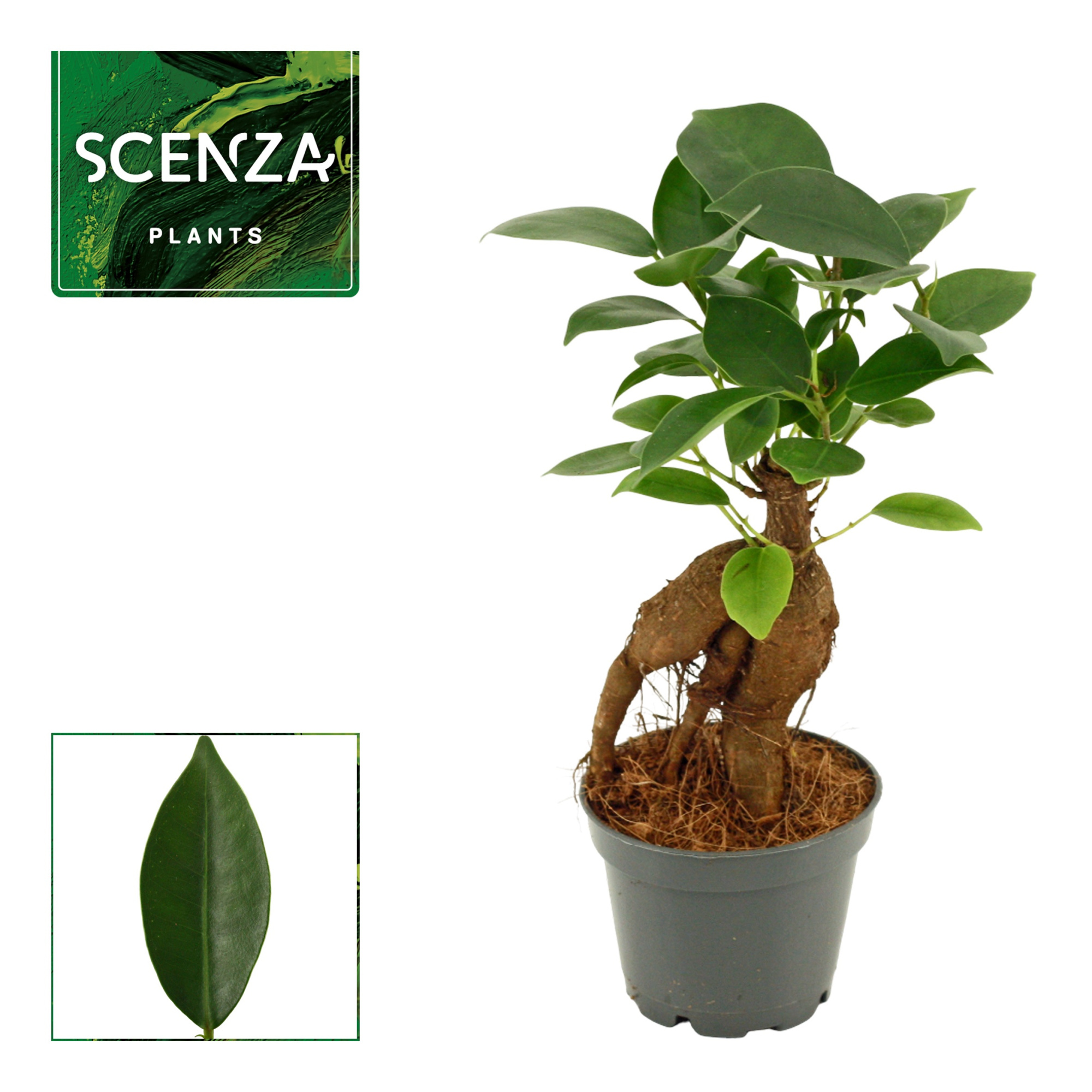 Ficus Ginseng 6 cm Retusa (Scenza), D 6 cm