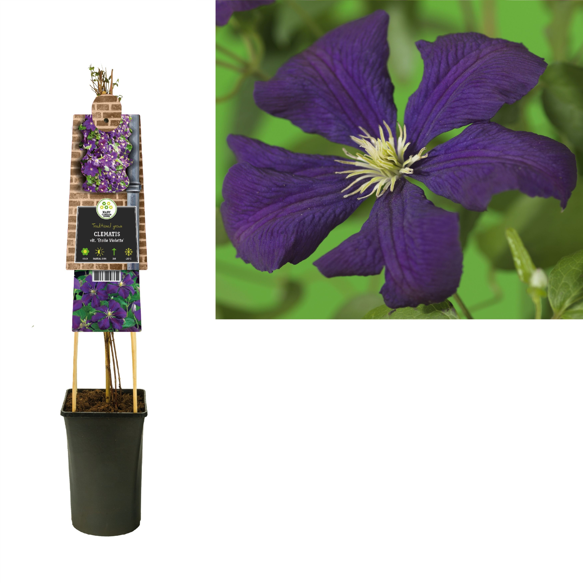 Clematis vit. 'Etoile Violette' +3.0 label, D 17 cm