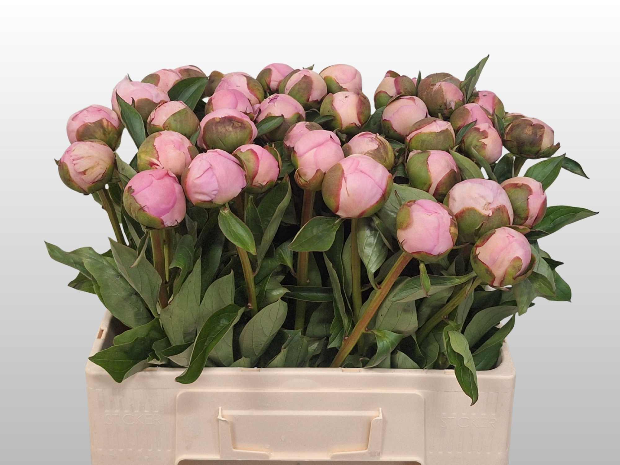 Пион Энджел Чикс 55, шт.