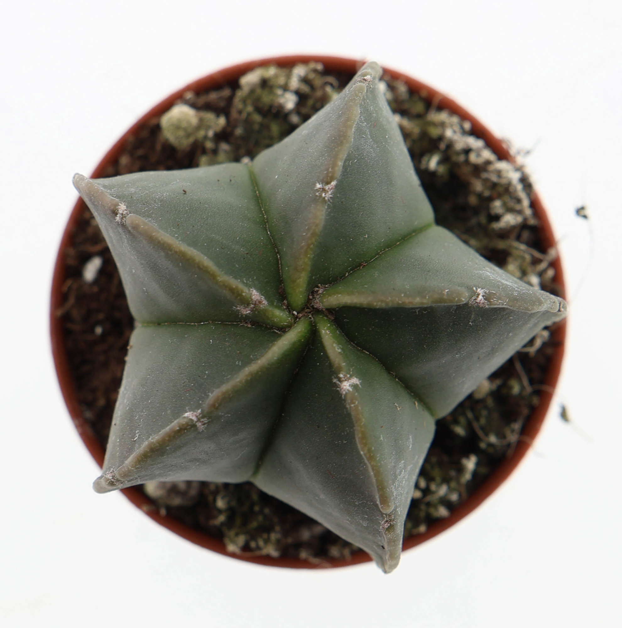 Astrophytum myriostigma nudum, D 5,5