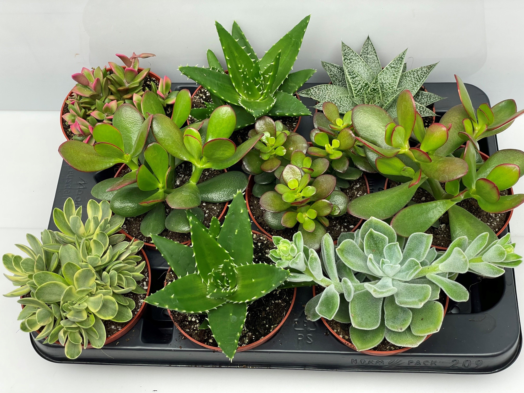 13 Succulent mix 10,5 cm, D 10,5