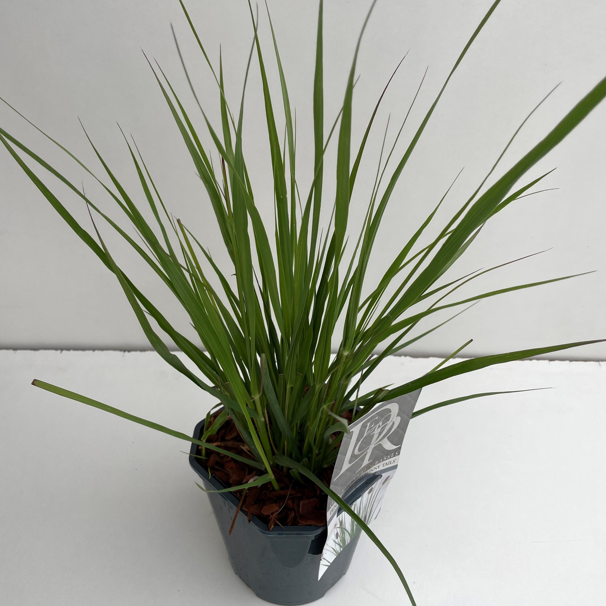 Pennisetum 'Red Bunny Tails', D 17 cm