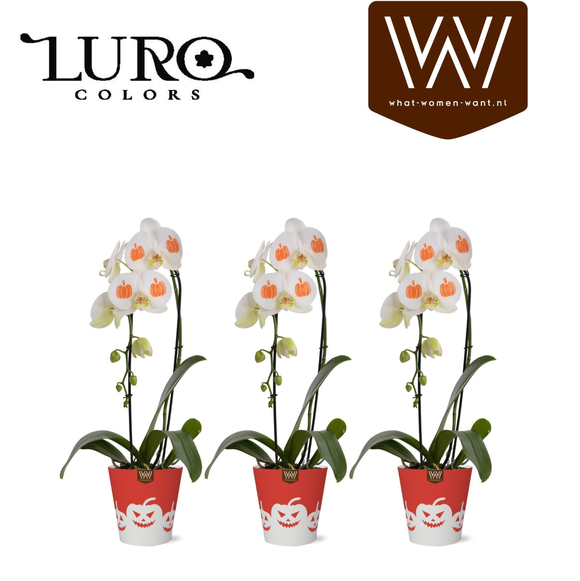 Phal cascade 'Pumpkin' in papercup Vibe - Halloween, D 13