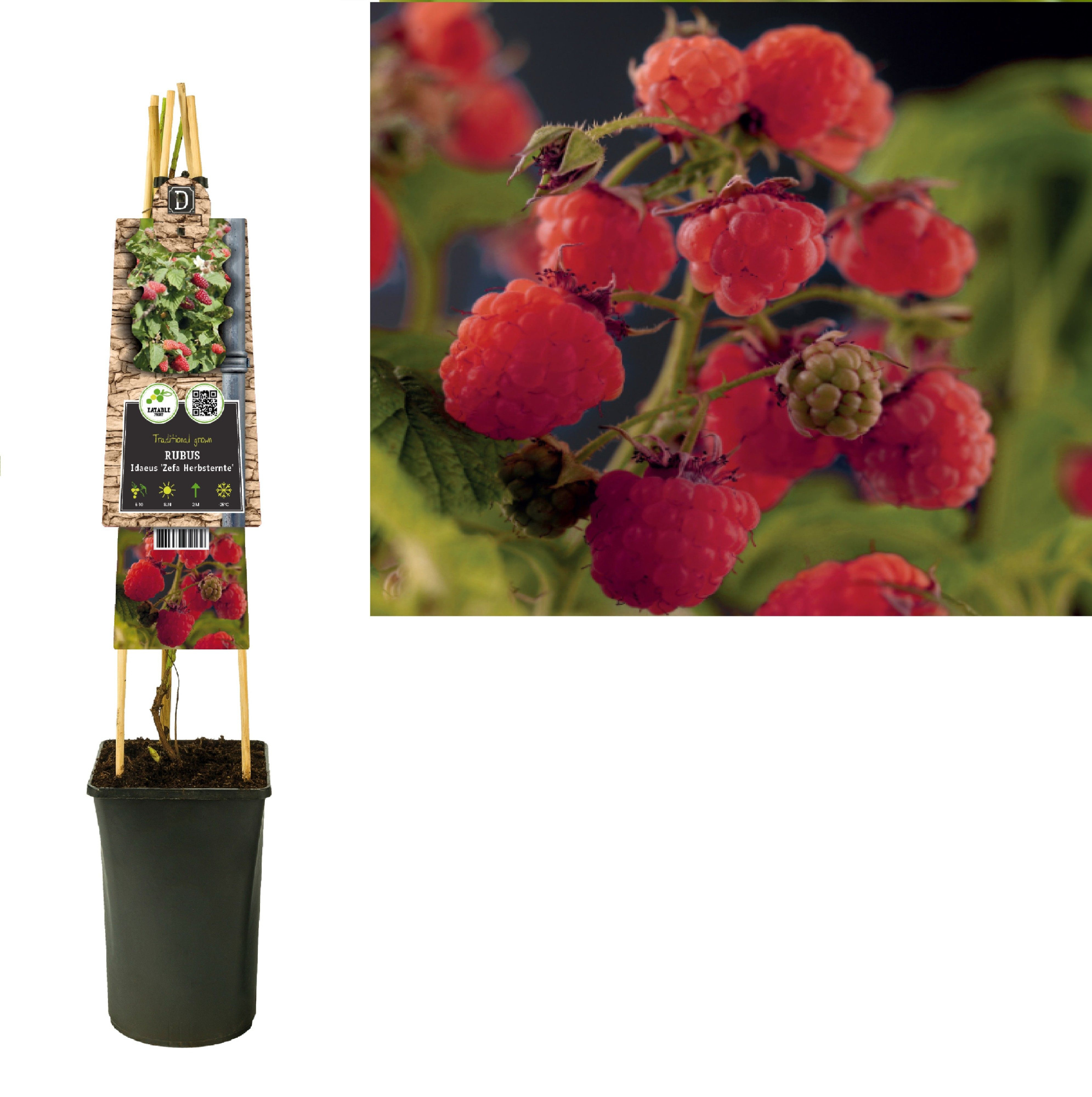 Rubus idaeus 'Zefa Herbsternte' +3.0 label, D 17 cm