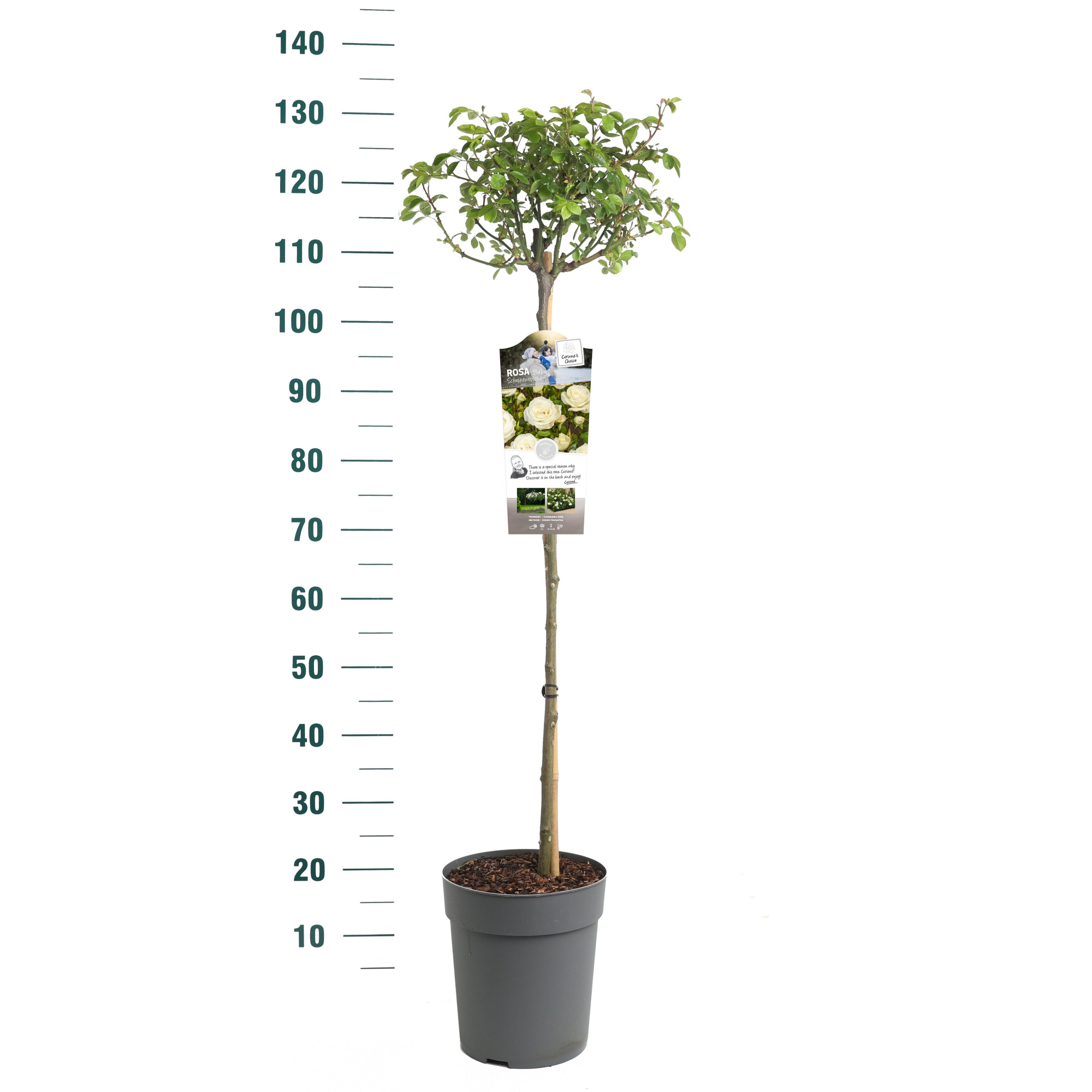 Rosa 'Baby Schneewittchen' - 90 Stam - Exclusive Collection, D 24 cm